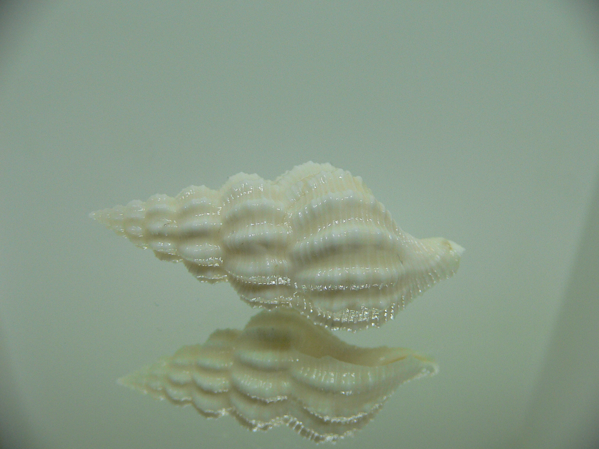 Nassaria magnifica lischkei ALBINO