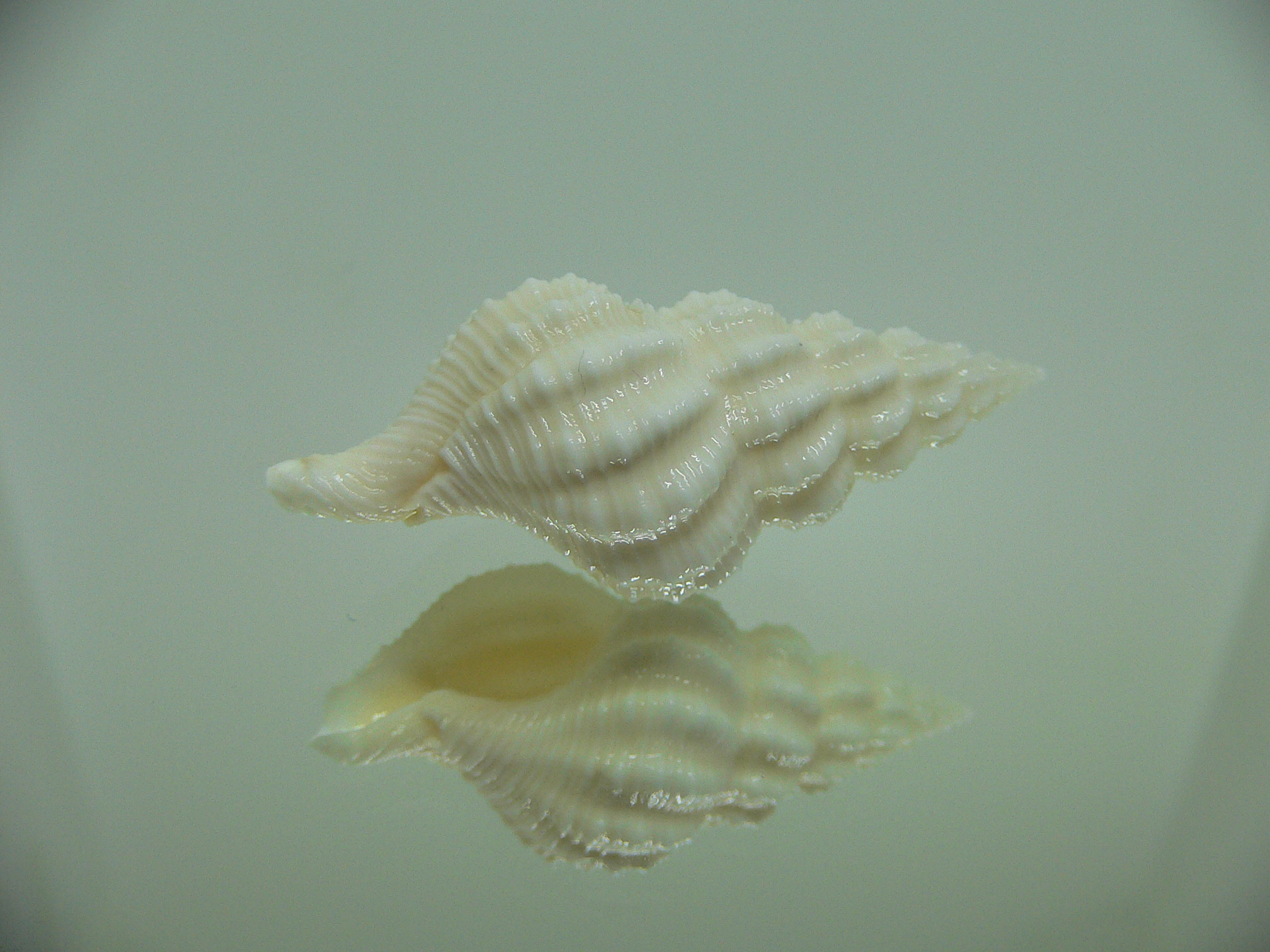 Nassaria magnifica lischkei ALBINO