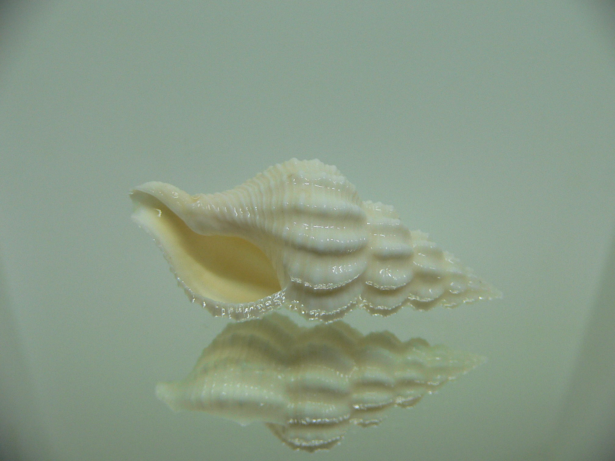 Nassaria magnifica lischkei ALBINO