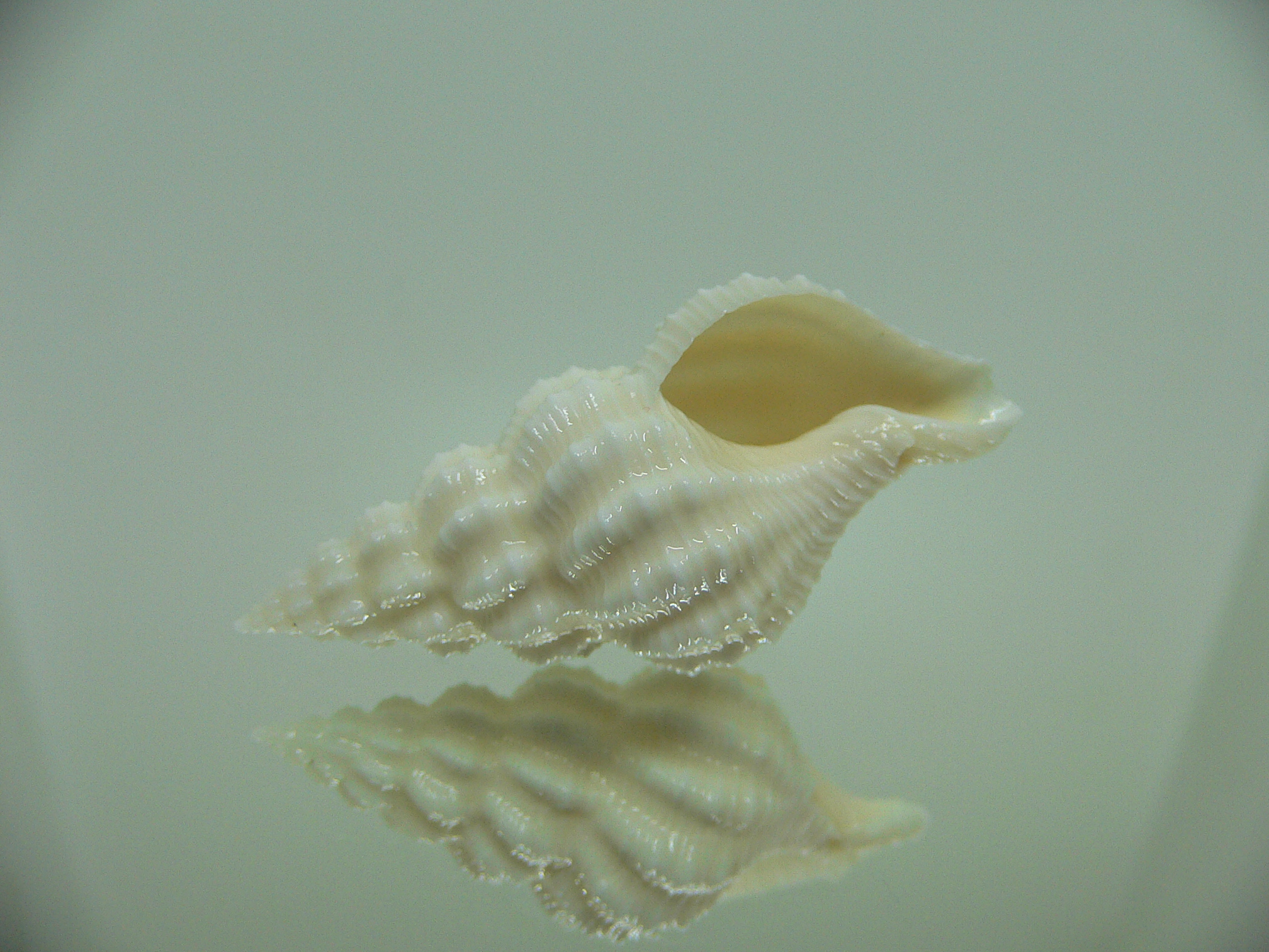 Nassaria magnifica lischkei ALBINO