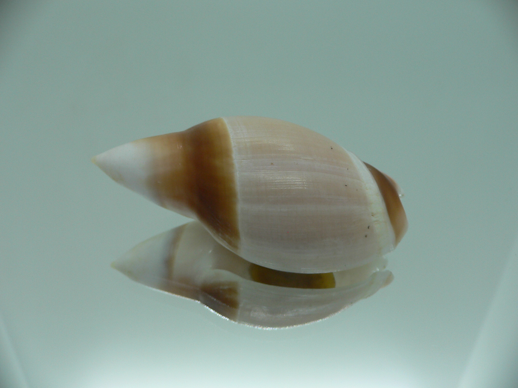 Amalda rubiginosa rubiginosa SUPER