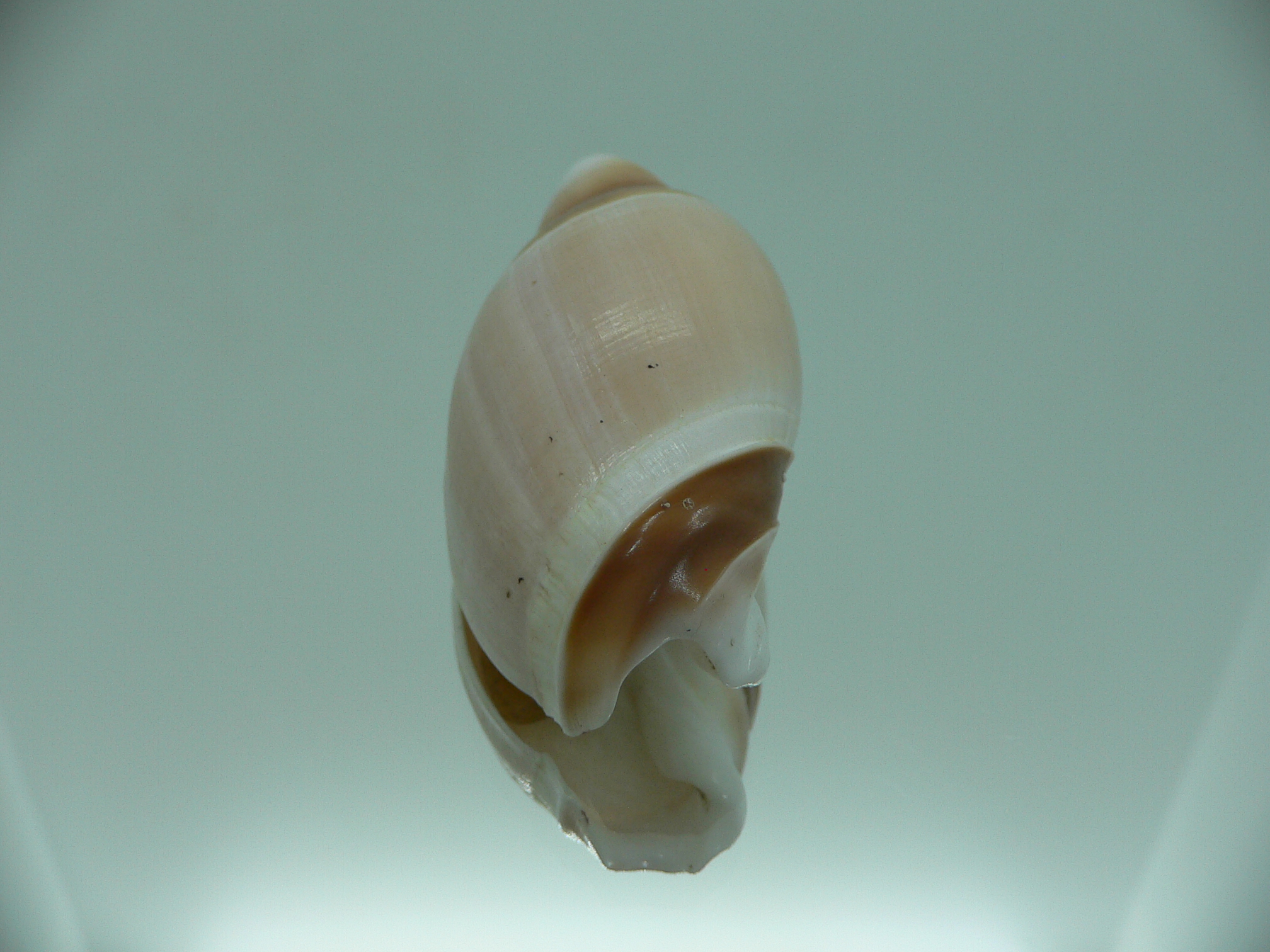 Amalda rubiginosa rubiginosa SUPER