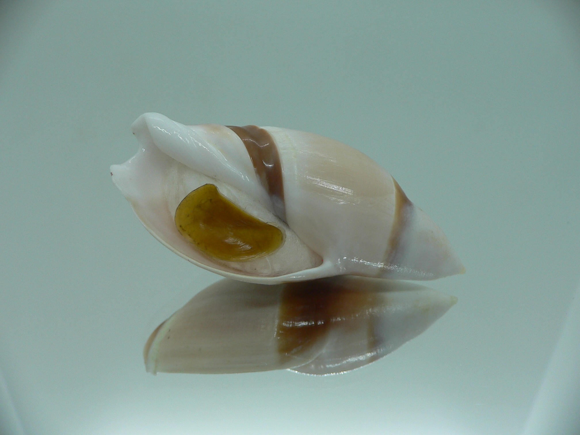 Amalda rubiginosa rubiginosa SUPER