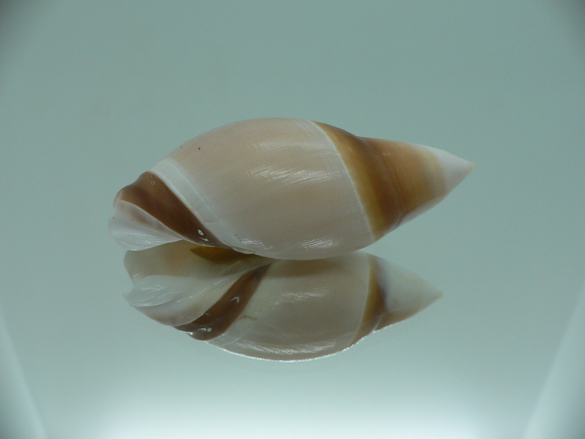 Amalda rubiginosa rubiginosa SUPER