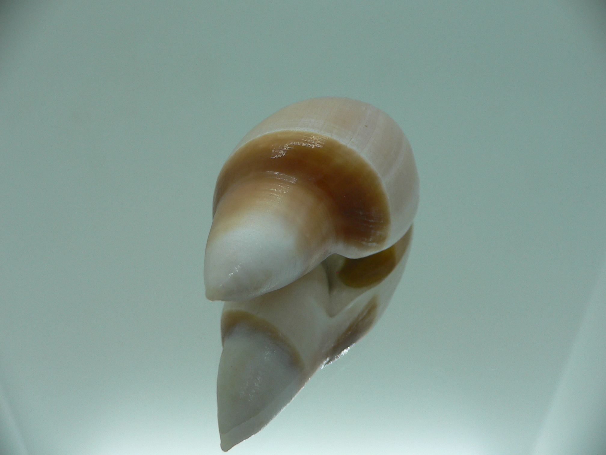 Amalda rubiginosa rubiginosa SUPER