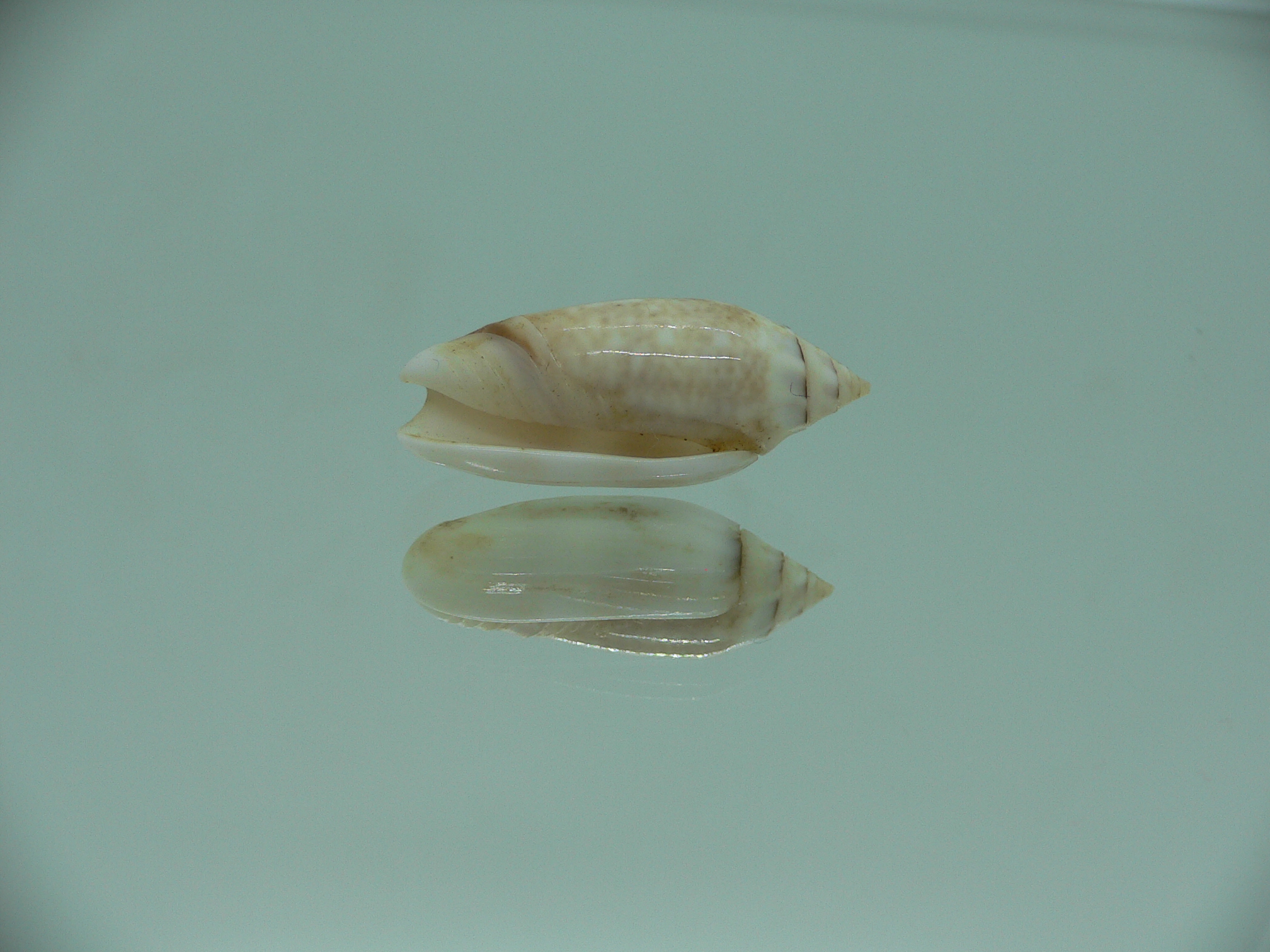 Oliva (Acutoliva) australis 6