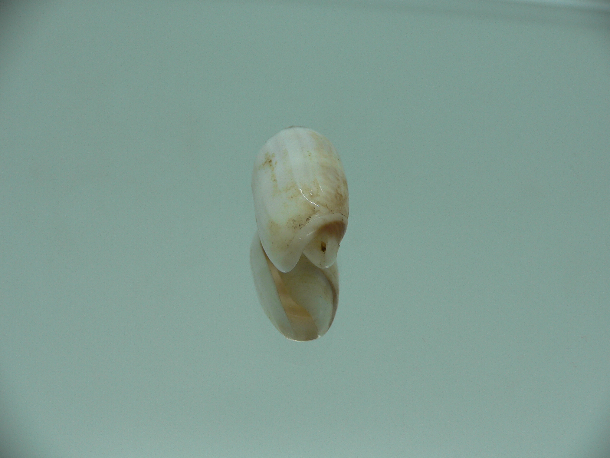Oliva (Acutoliva) australis 6