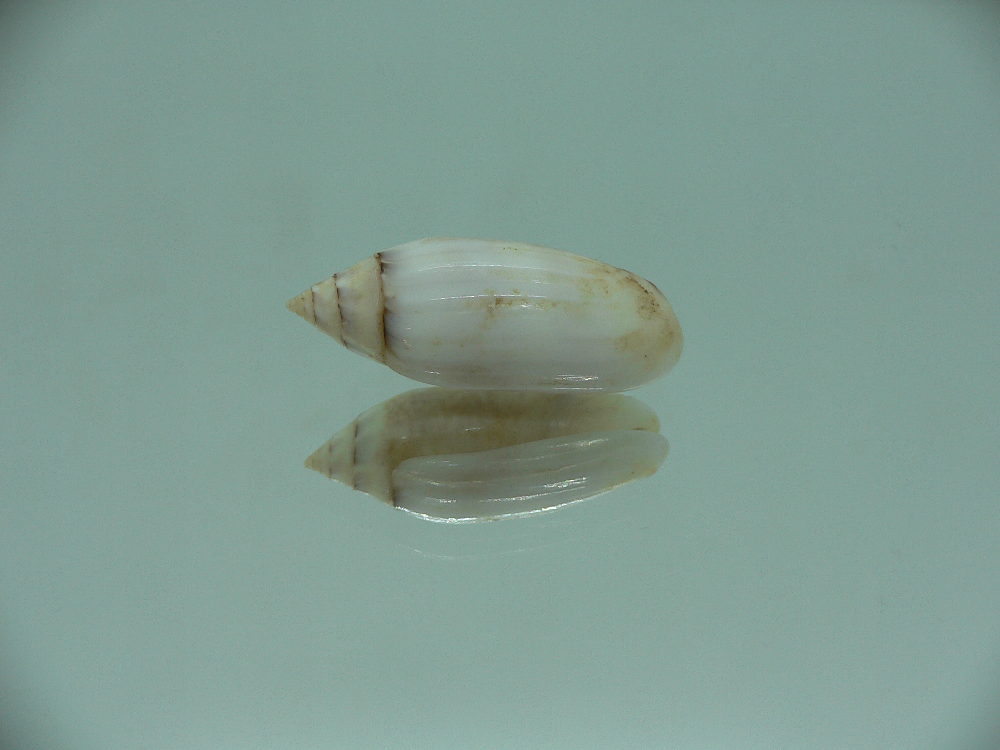 Oliva (Acutoliva) australis 6