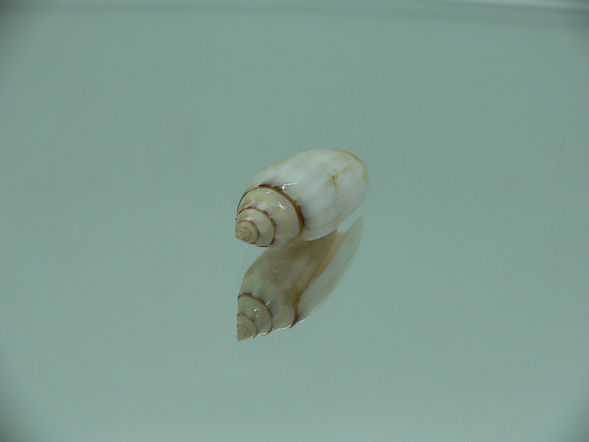 Oliva (Acutoliva) australis 6