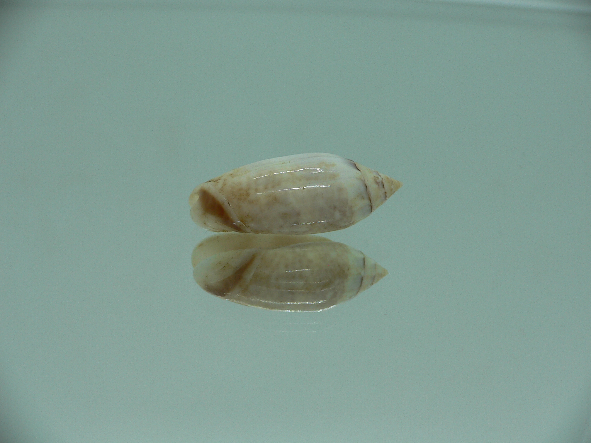 Oliva (Acutoliva) australis 6