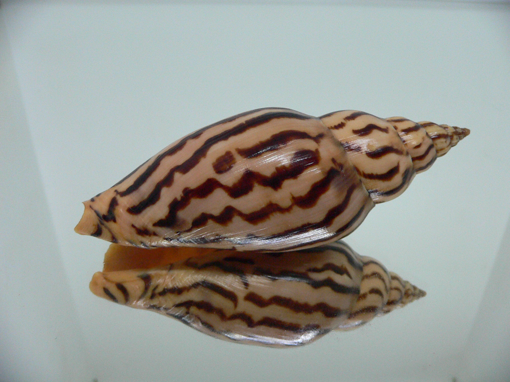 Harpulina lapponica loroisi INTERESTING
