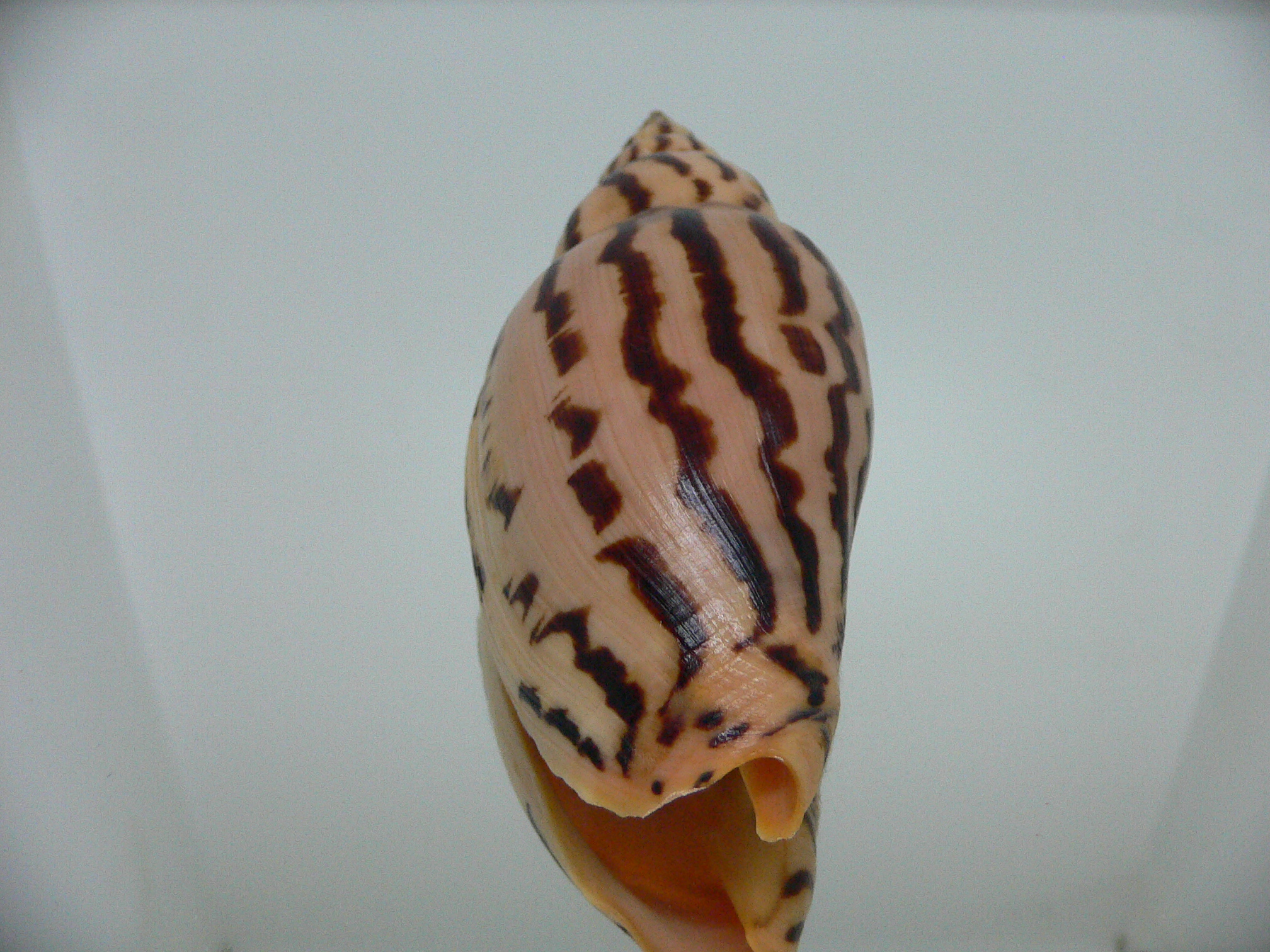 Harpulina lapponica loroisi INTERESTING