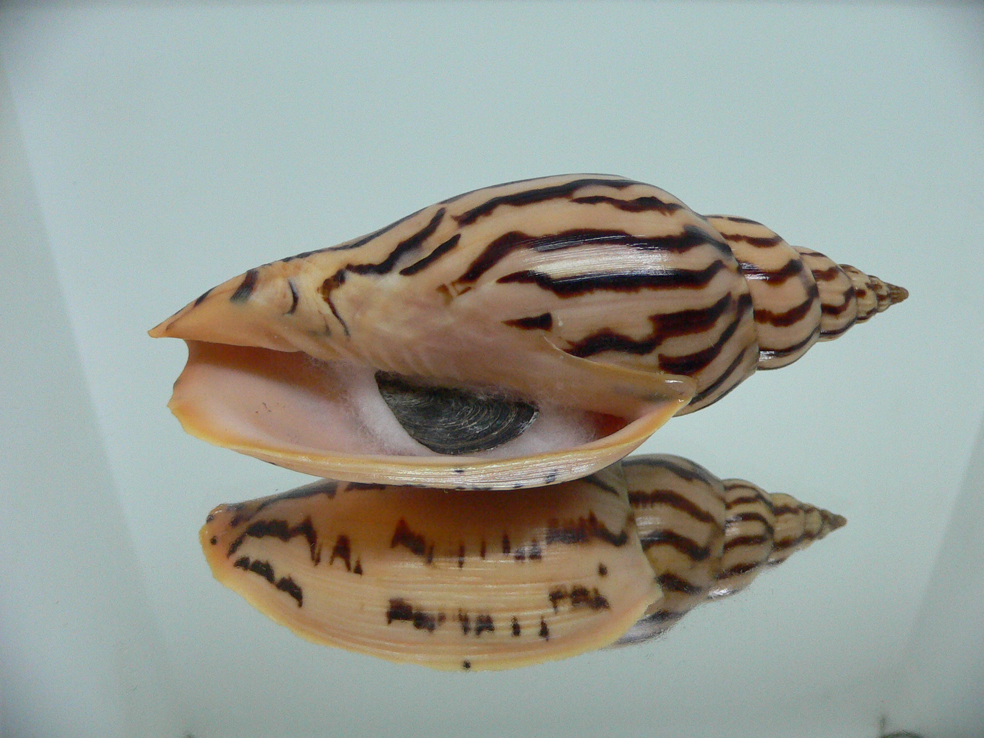 Harpulina lapponica loroisi INTERESTING