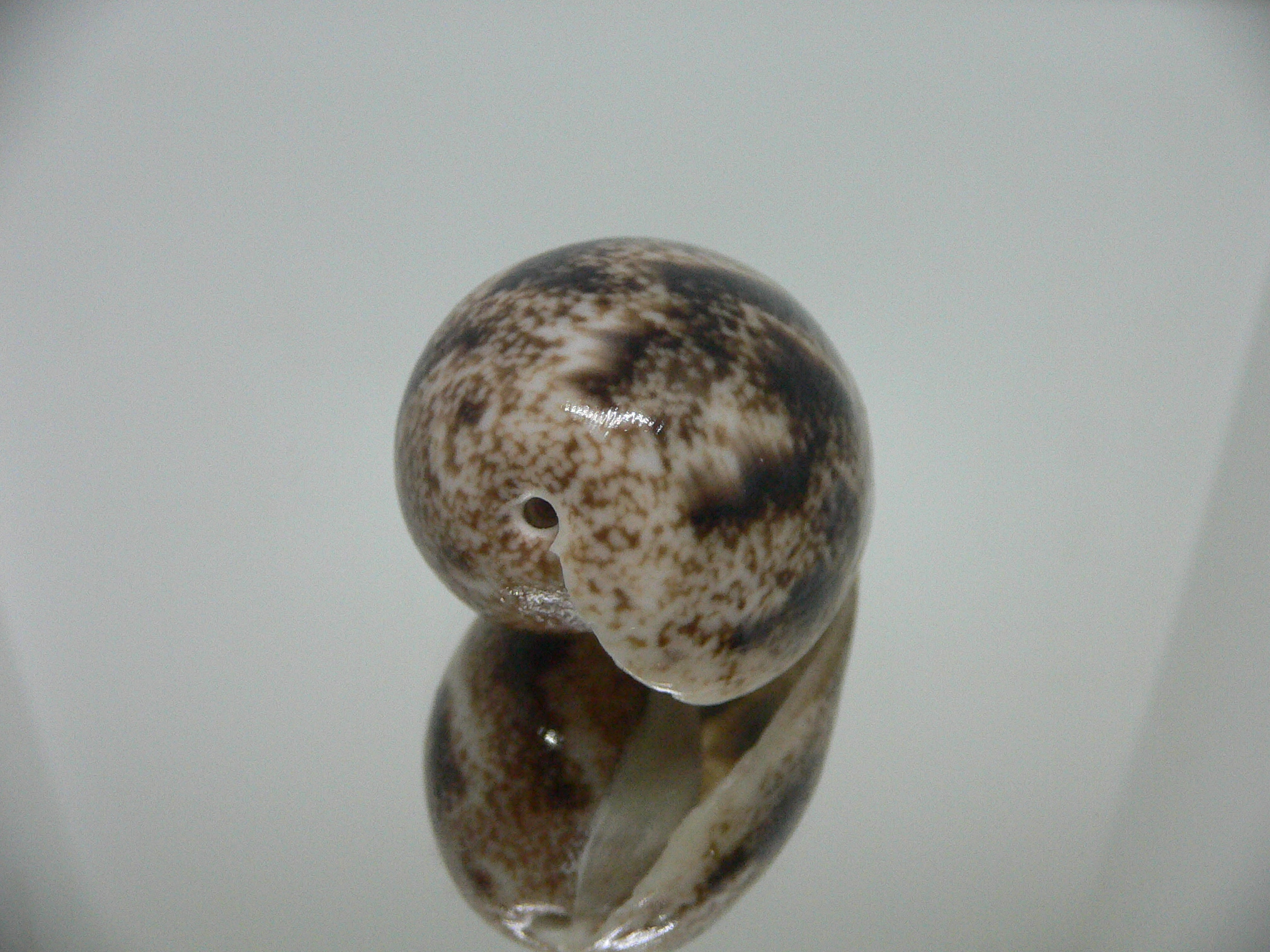 Bulla ampulla VERY GOOD SIZE