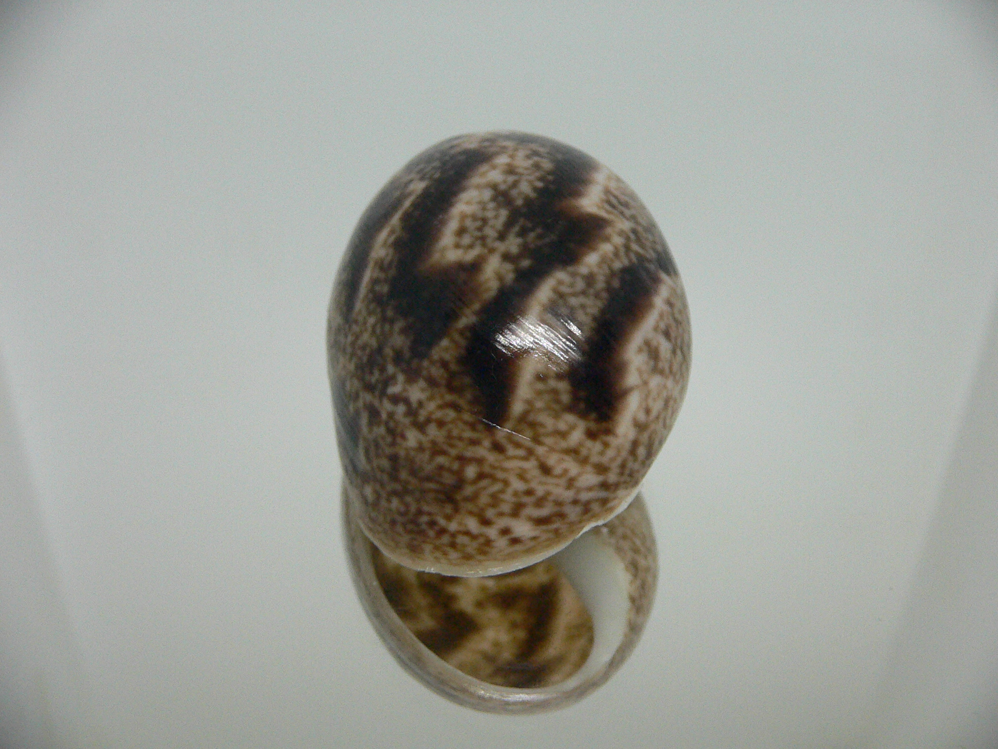 Bulla ampulla VERY GOOD SIZE