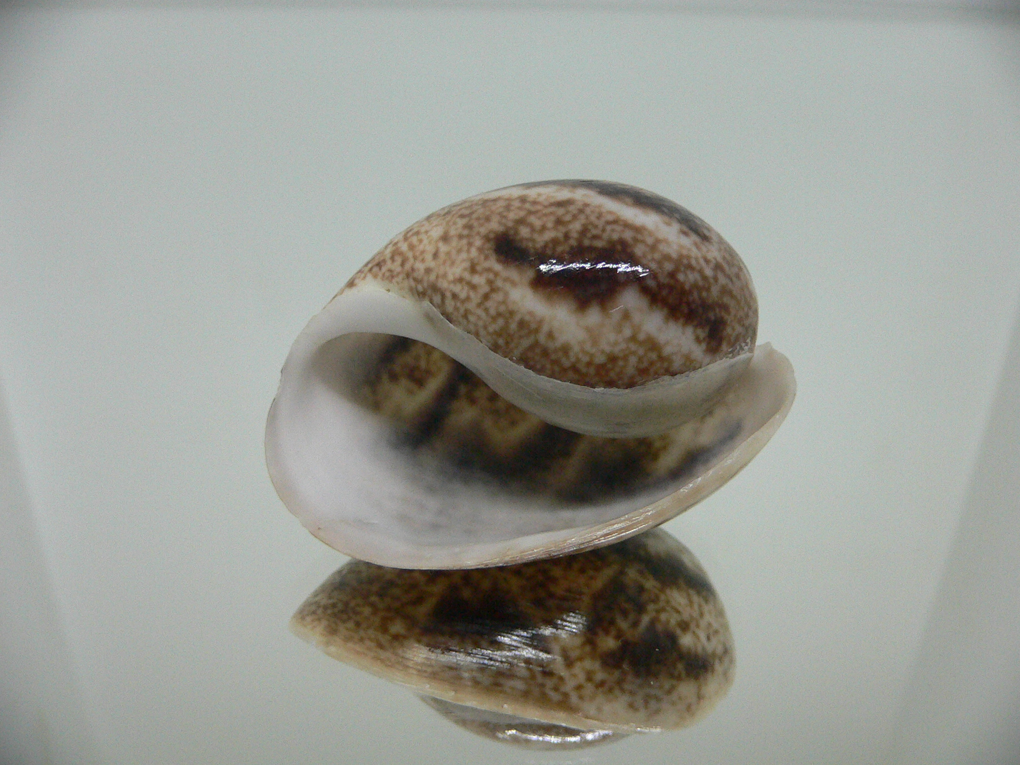 Bulla ampulla VERY GOOD SIZE