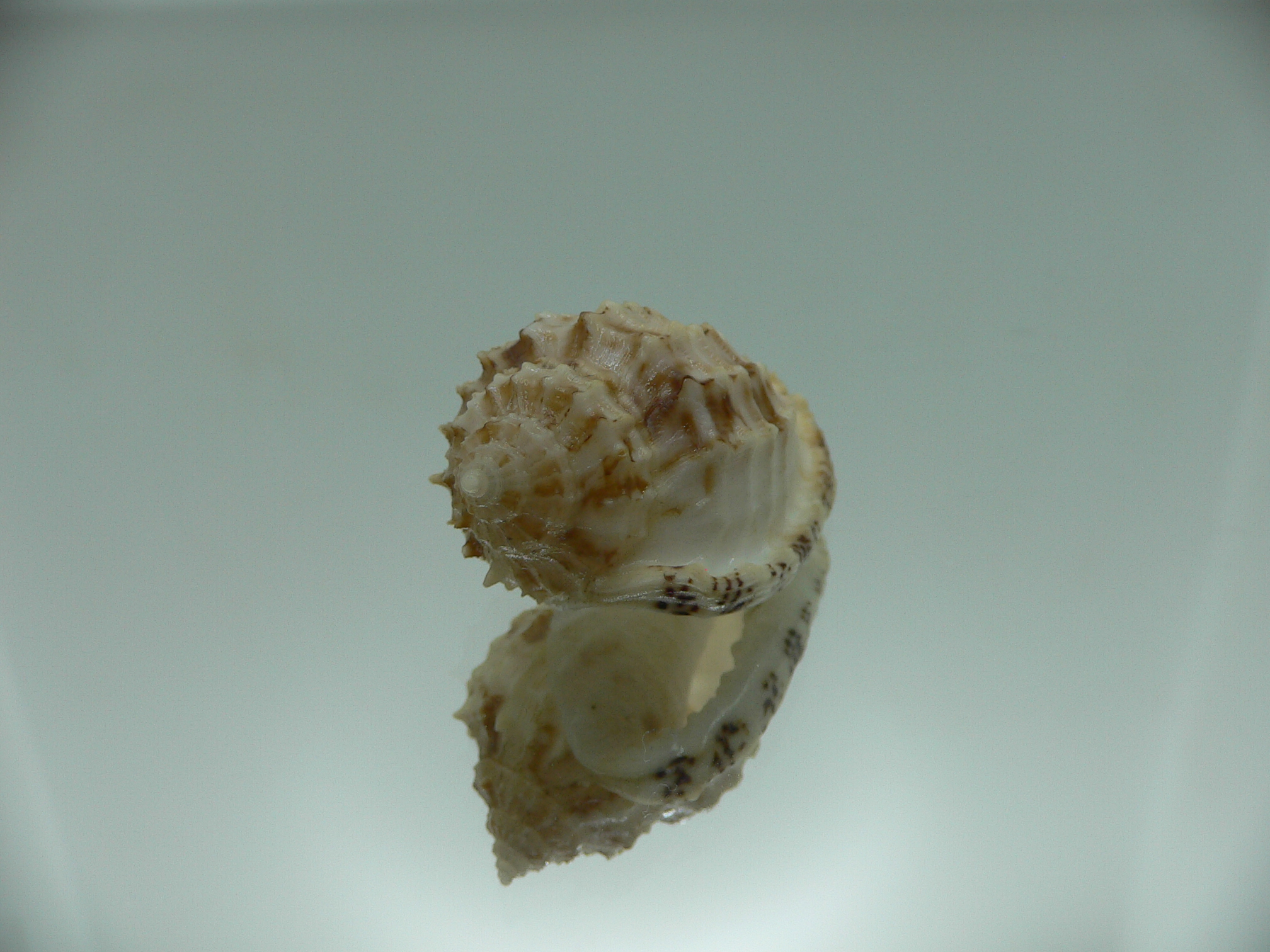 Morum cancellatum ELONGATE