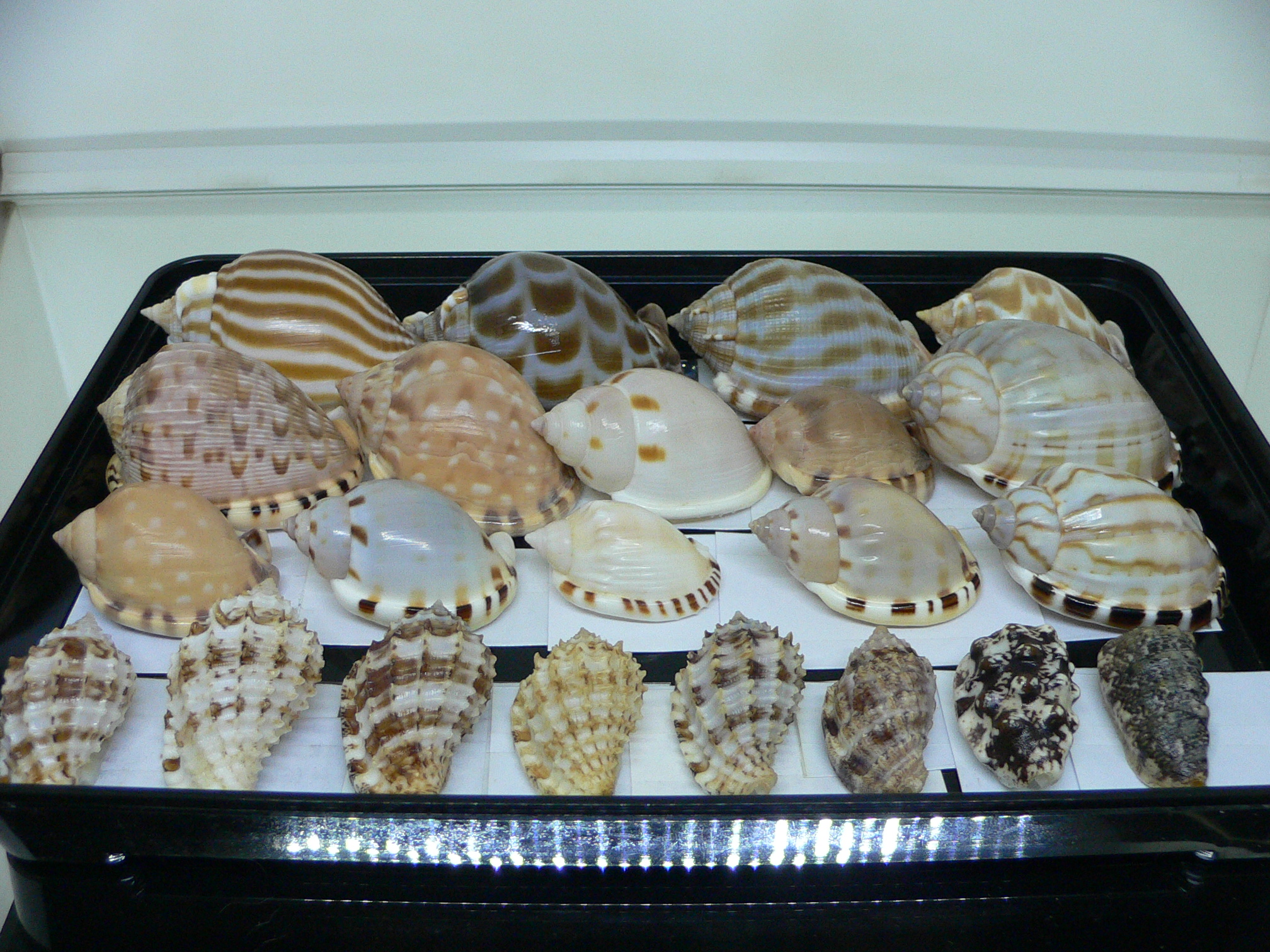 Morum cancellatum ELONGATE