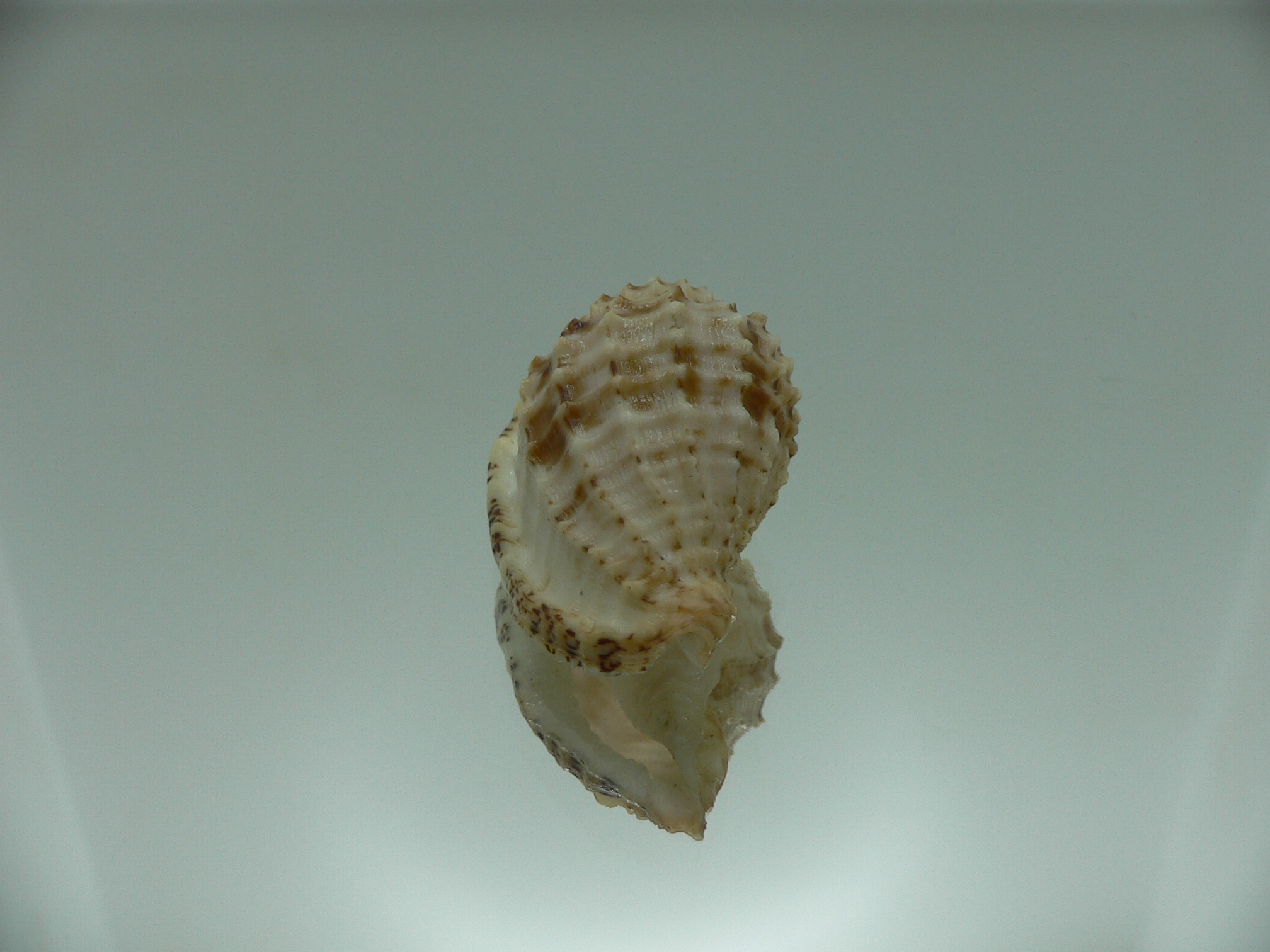 Morum cancellatum ELONGATE