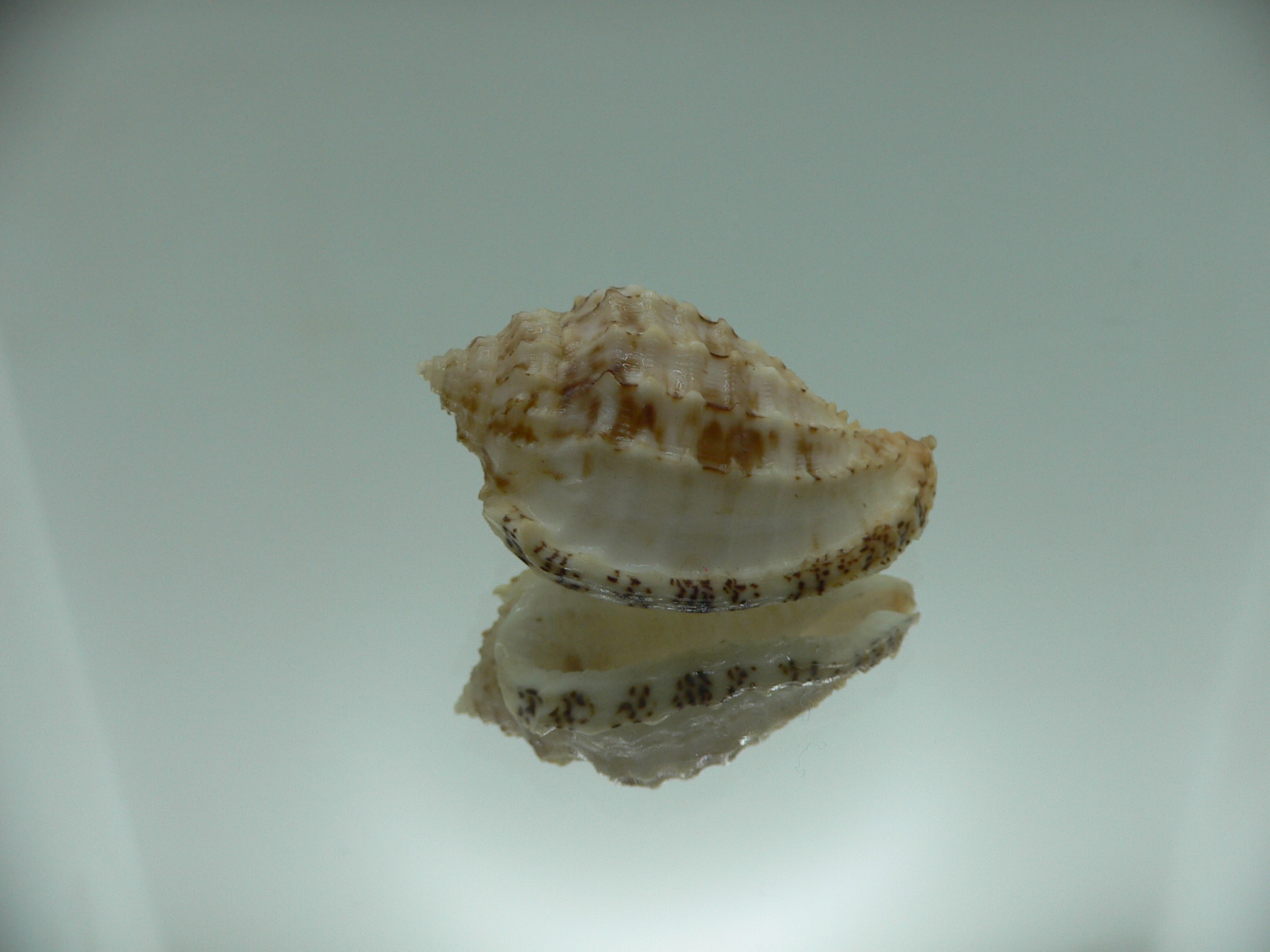 Morum cancellatum ELONGATE