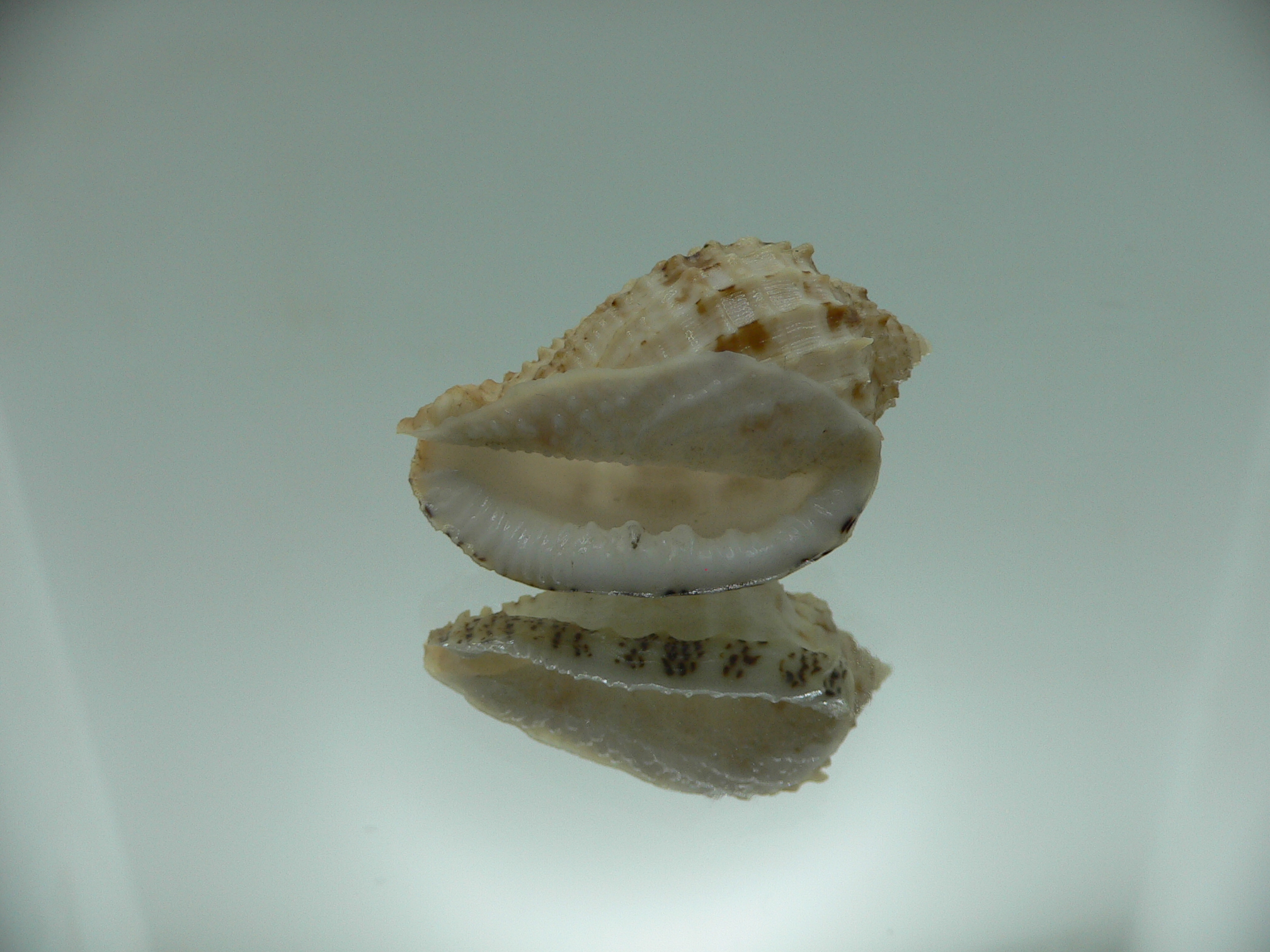 Morum cancellatum ELONGATE