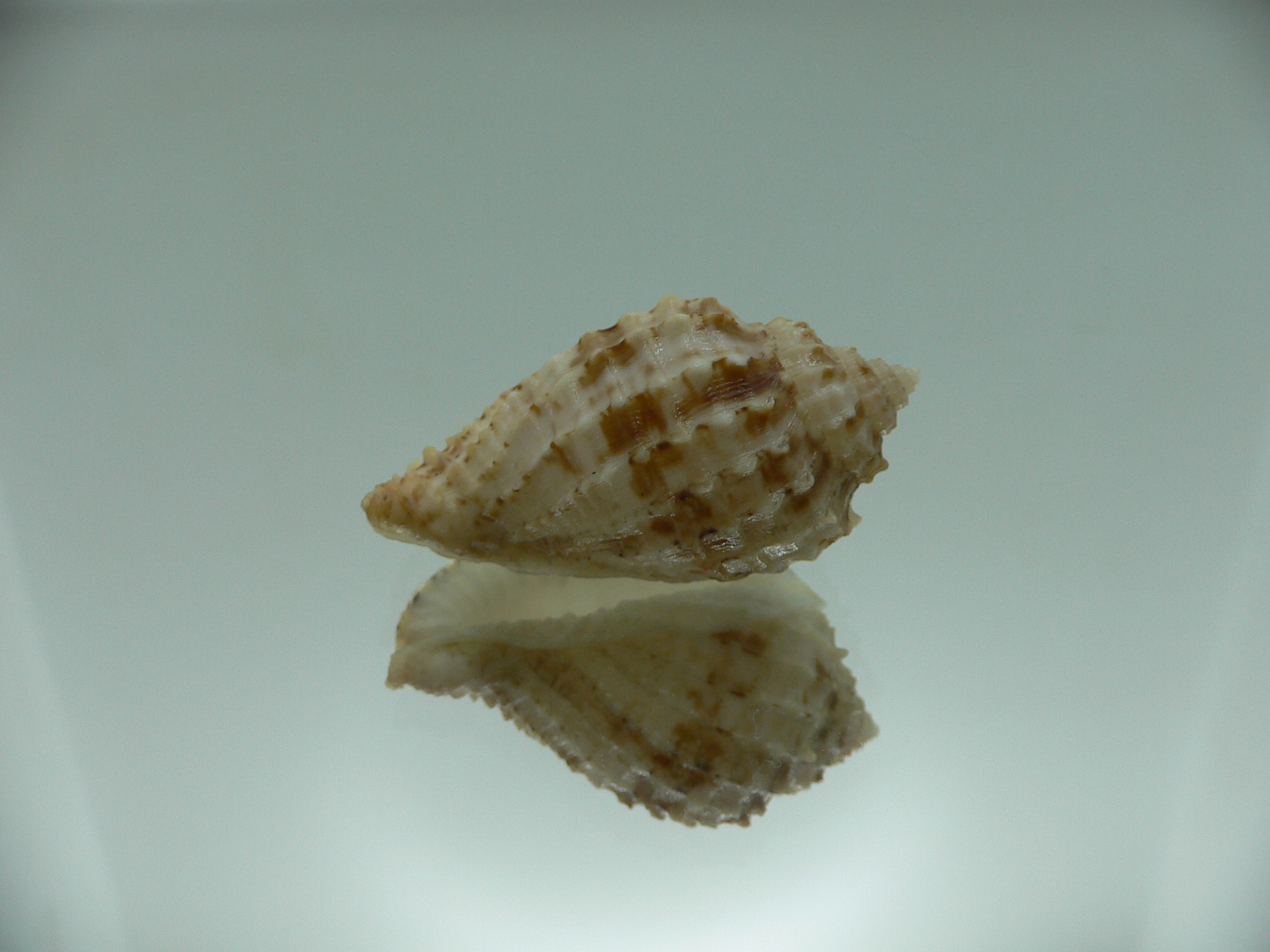 Morum cancellatum ELONGATE