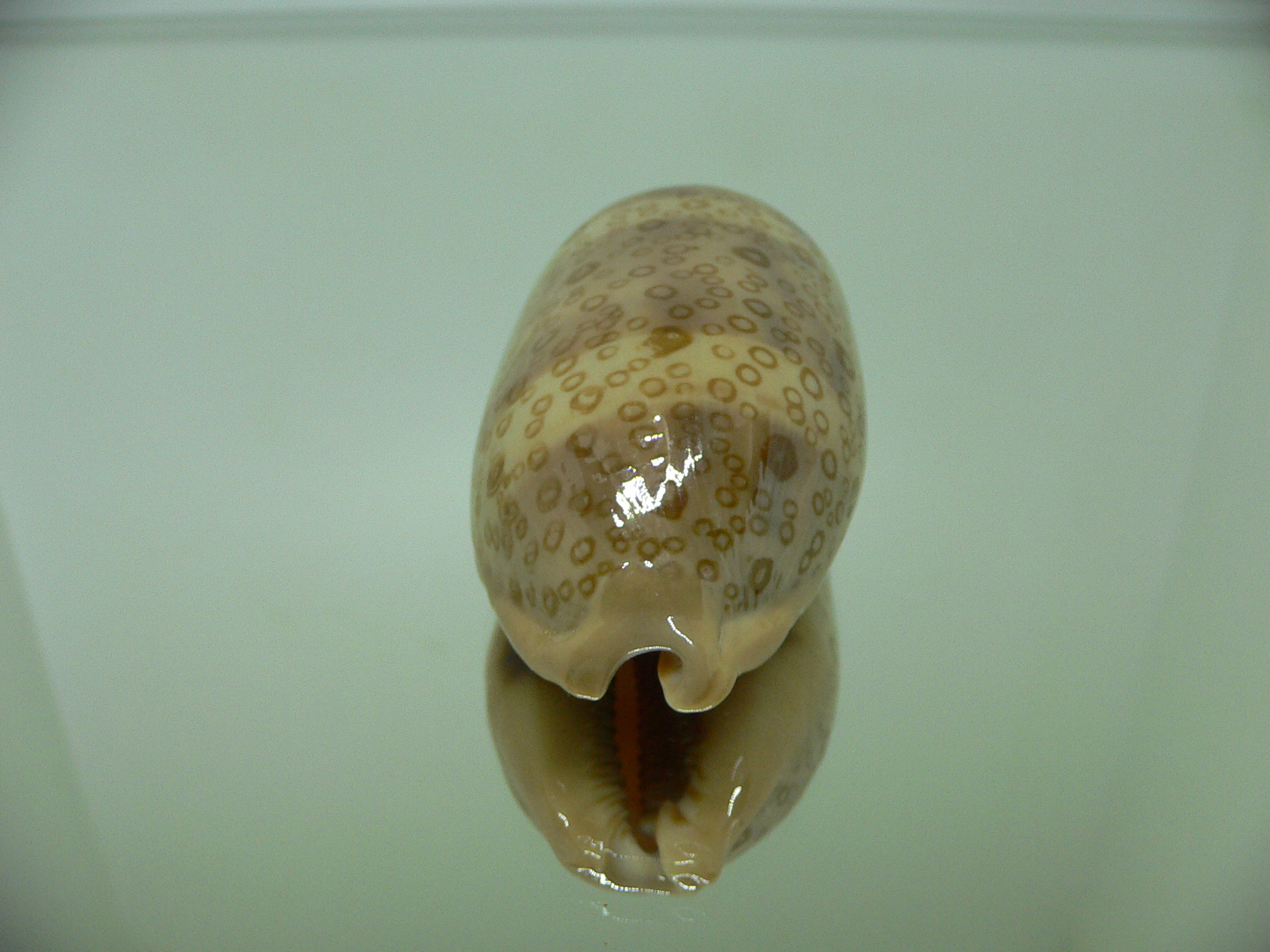 Cypraea argus contracasta