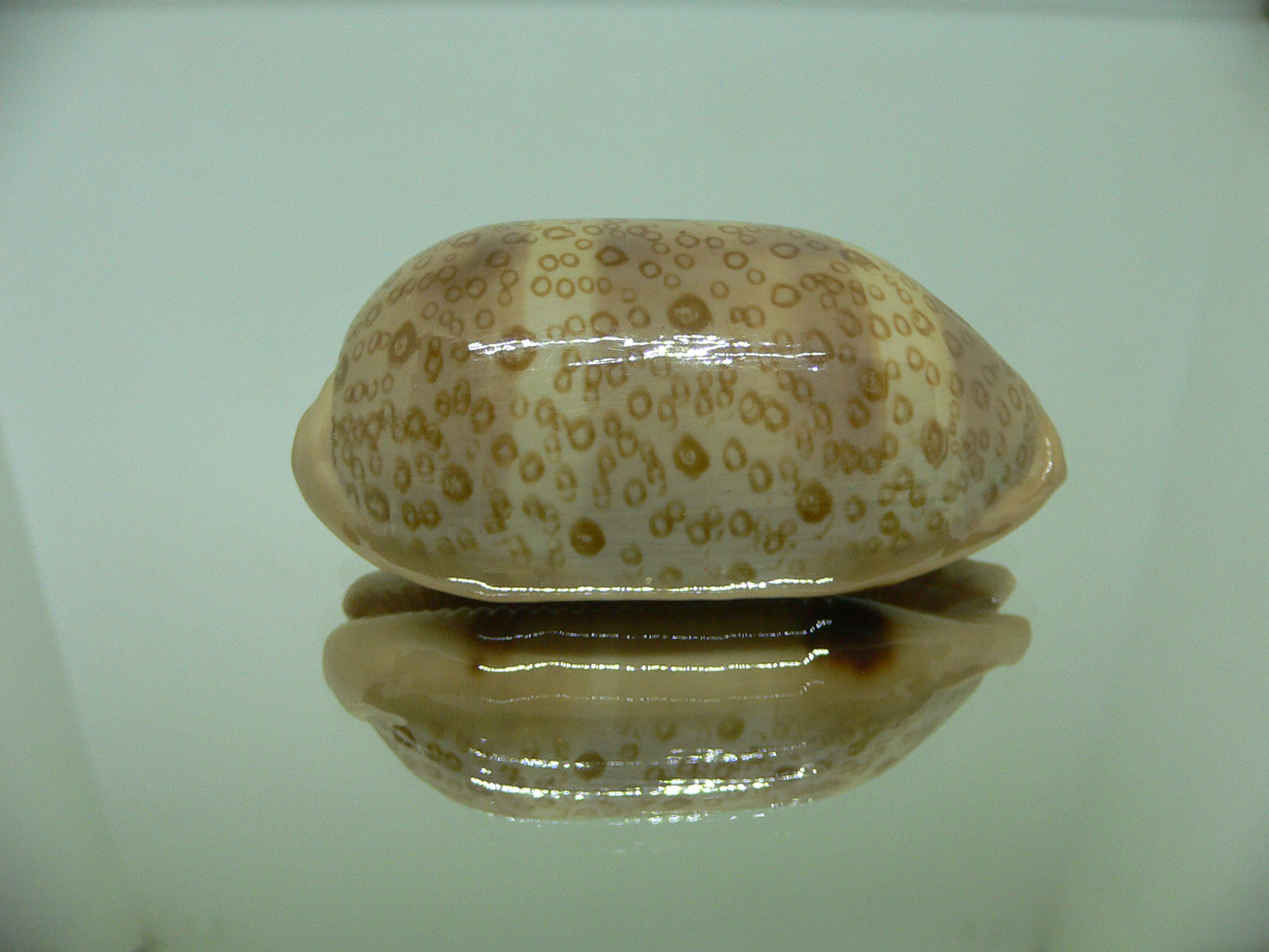 Cypraea argus contracasta