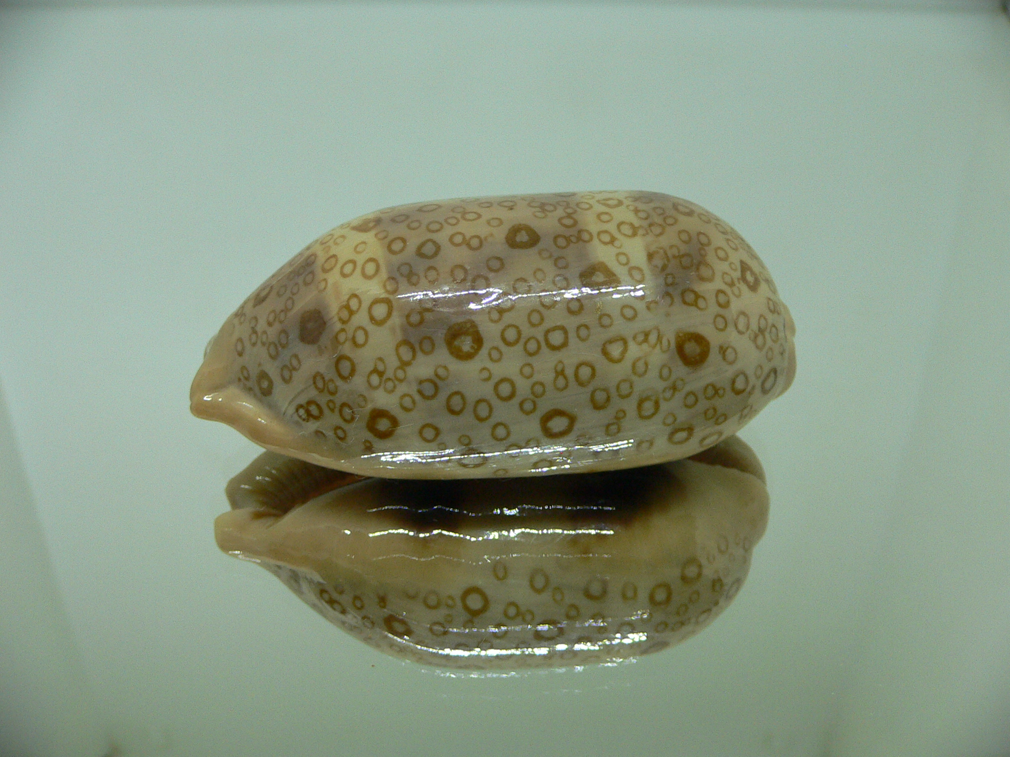 Cypraea argus contracasta