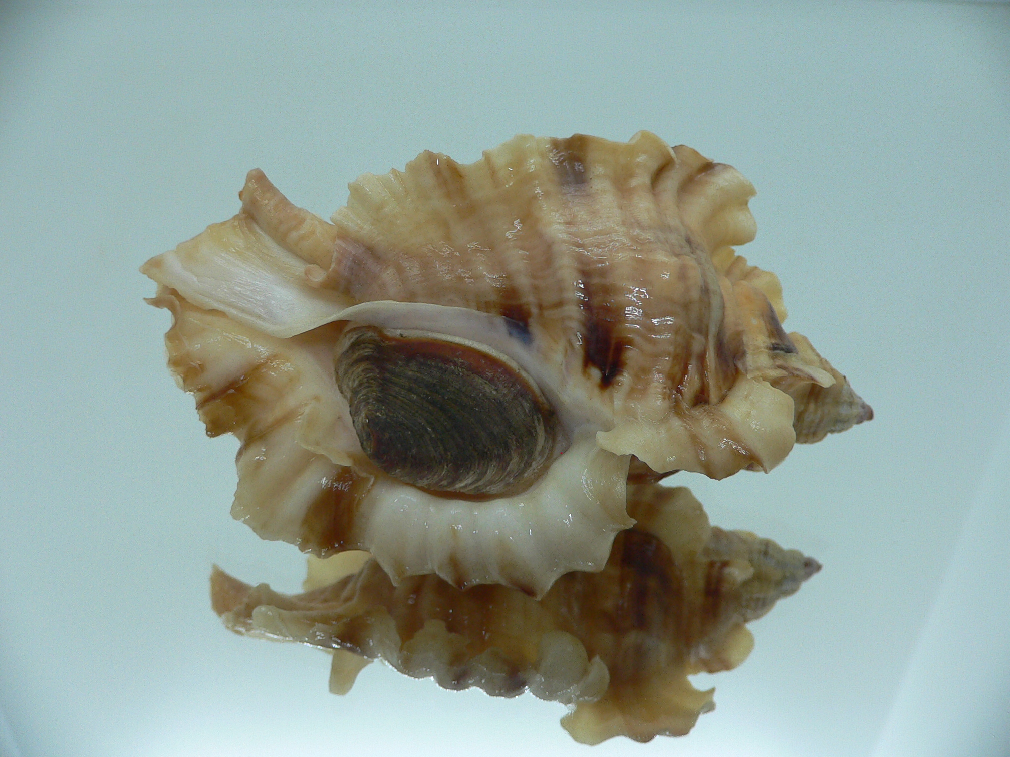 Ceratostoma burnetti coreanica (var.) BIG & ARISTOCRAT