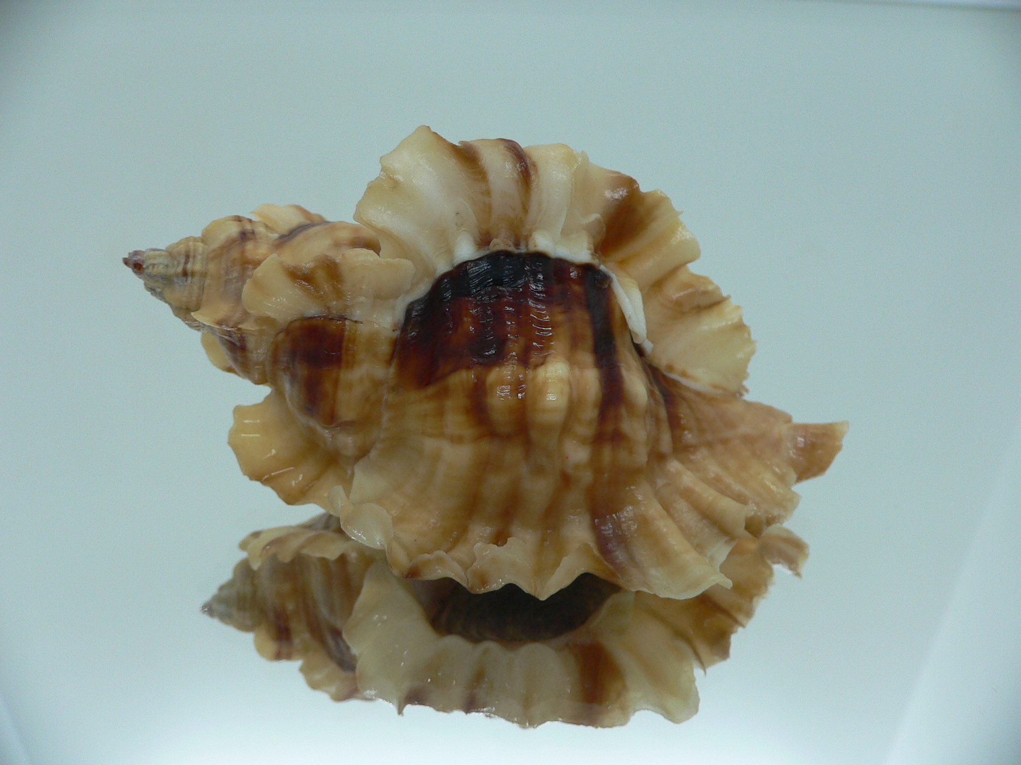 Ceratostoma burnetti coreanica (var.) BIG & ARISTOCRAT
