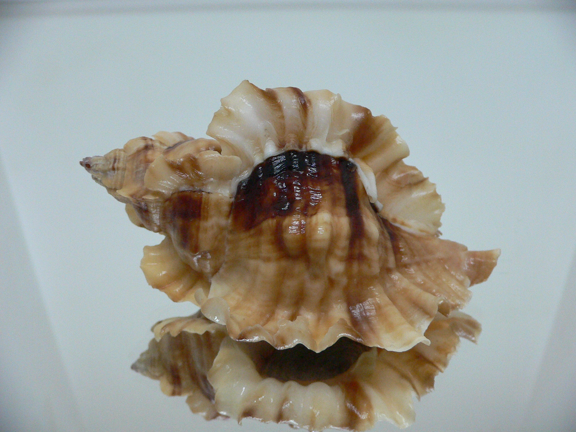 Ceratostoma burnetti coreanica (var.) BIG & ARISTOCRAT