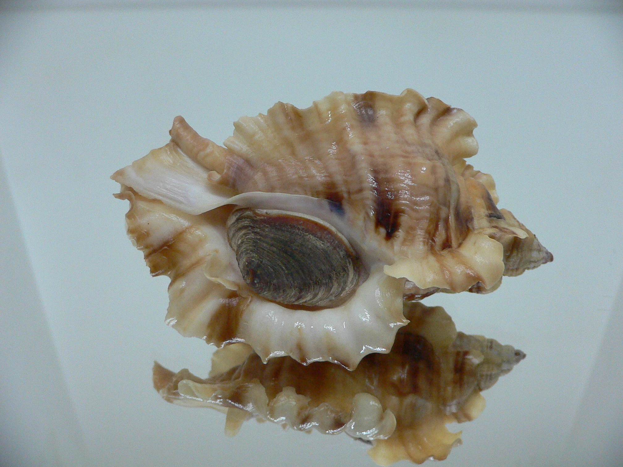 Ceratostoma burnetti coreanica (var.) BIG & ARISTOCRAT