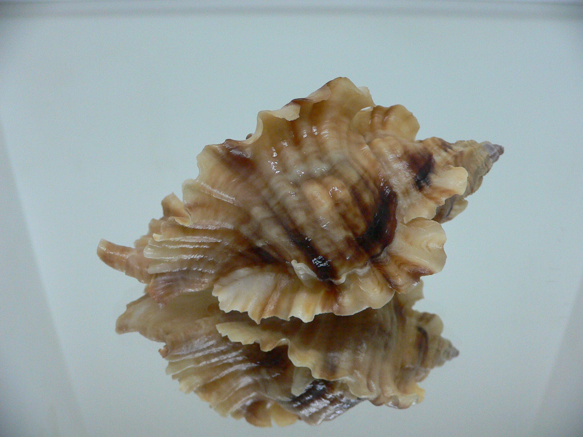 Ceratostoma burnetti coreanica (var.) BIG & ARISTOCRAT