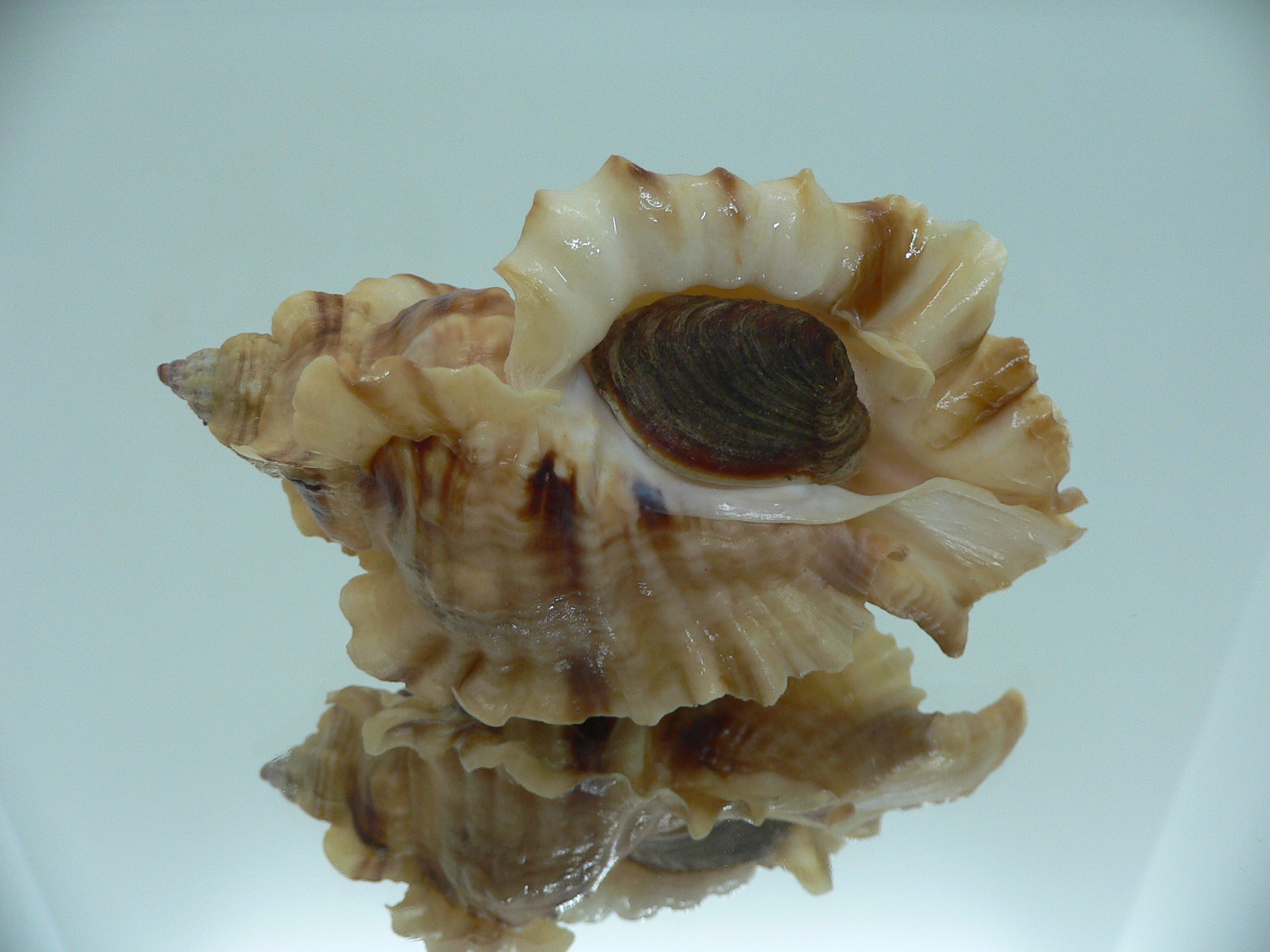 Ceratostoma burnetti coreanica (var.) BIG & ARISTOCRAT