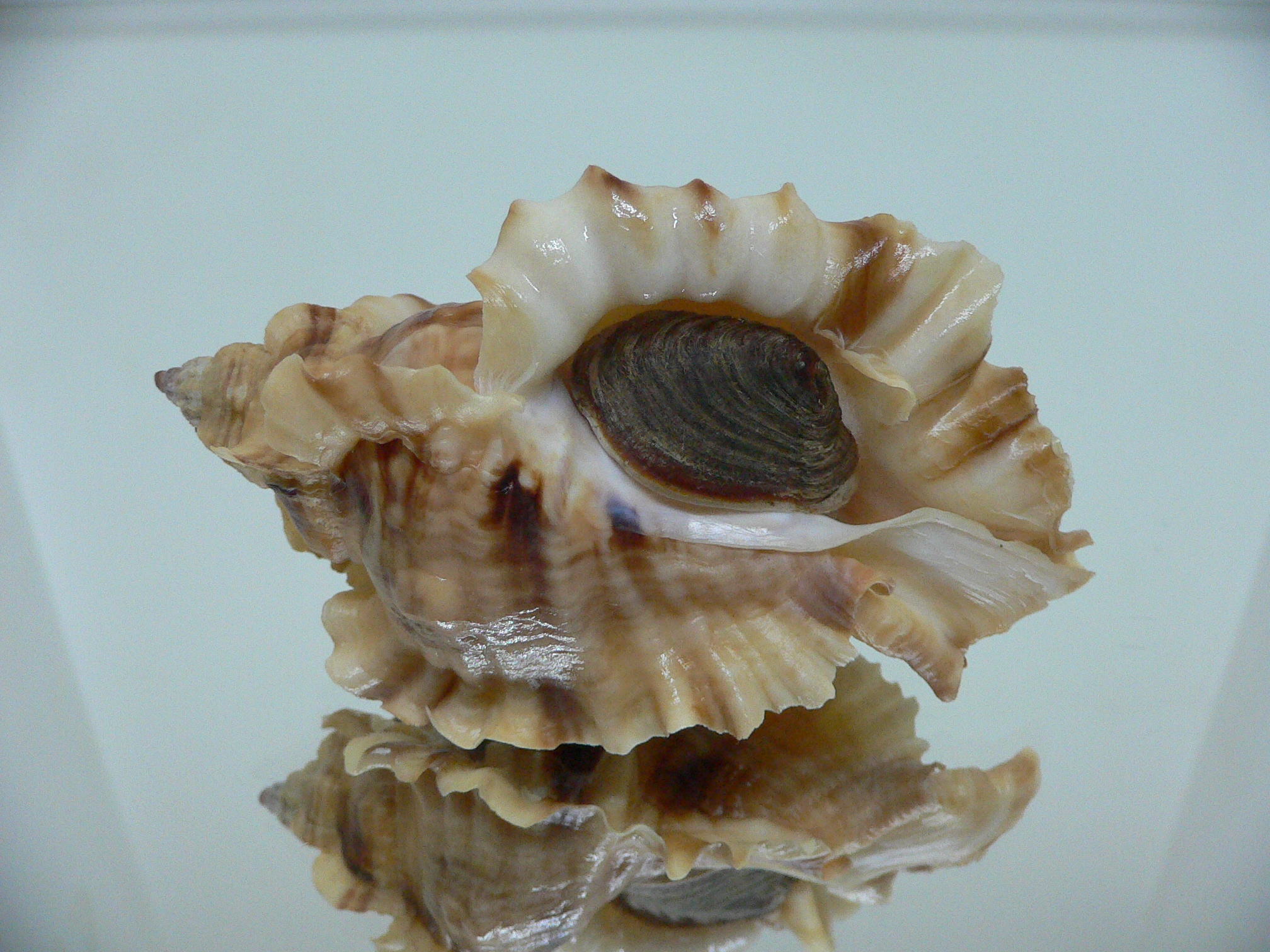 Ceratostoma burnetti coreanica (var.) BIG & ARISTOCRAT