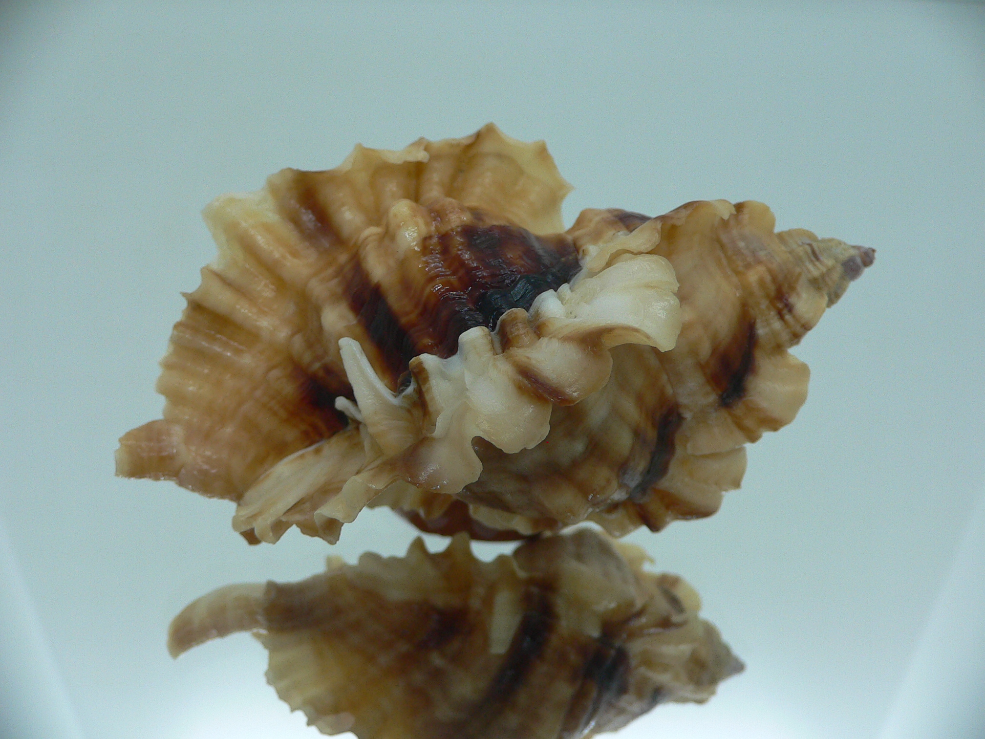 Ceratostoma burnetti coreanica (var.) BIG & ARISTOCRAT