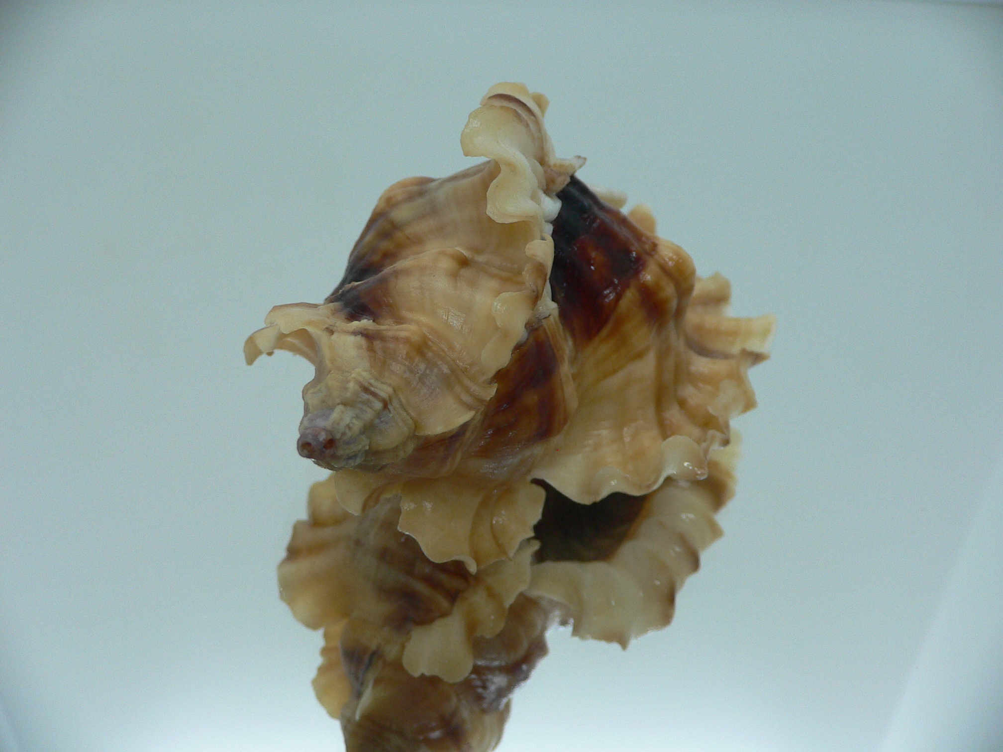 Ceratostoma burnetti coreanica (var.) BIG & ARISTOCRAT