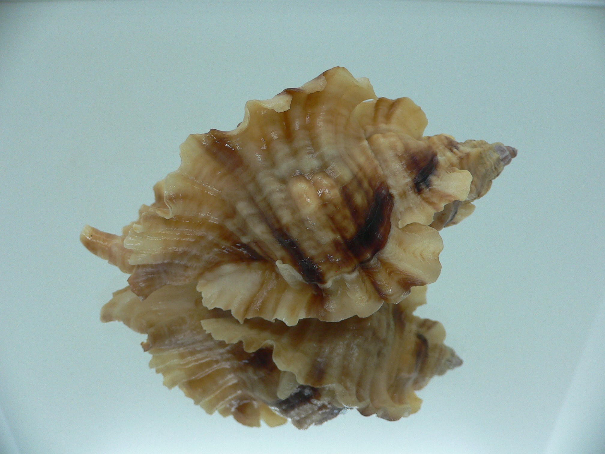 Ceratostoma burnetti coreanica (var.) BIG & ARISTOCRAT