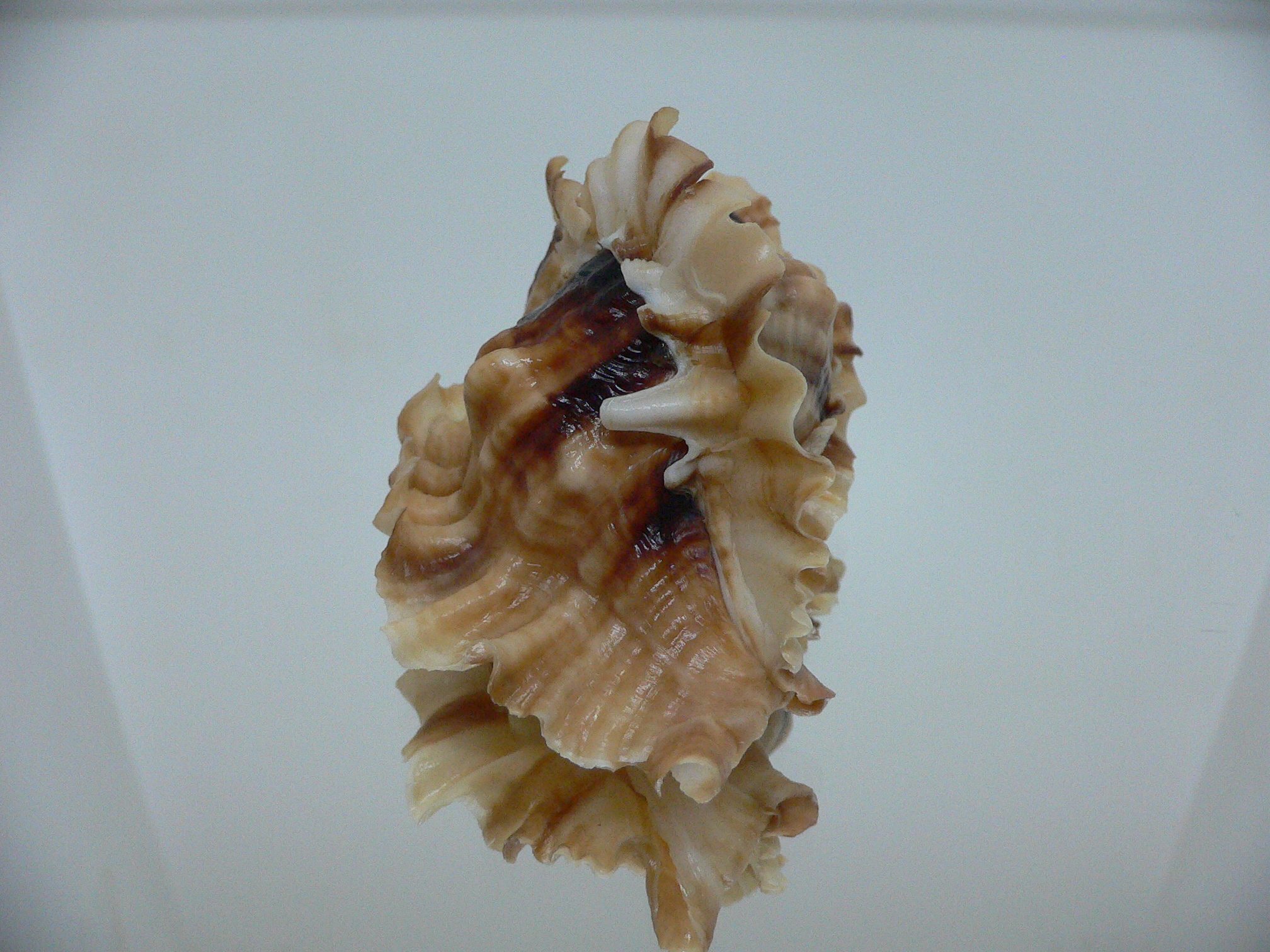 Ceratostoma burnetti coreanica (var.) BIG & ARISTOCRAT