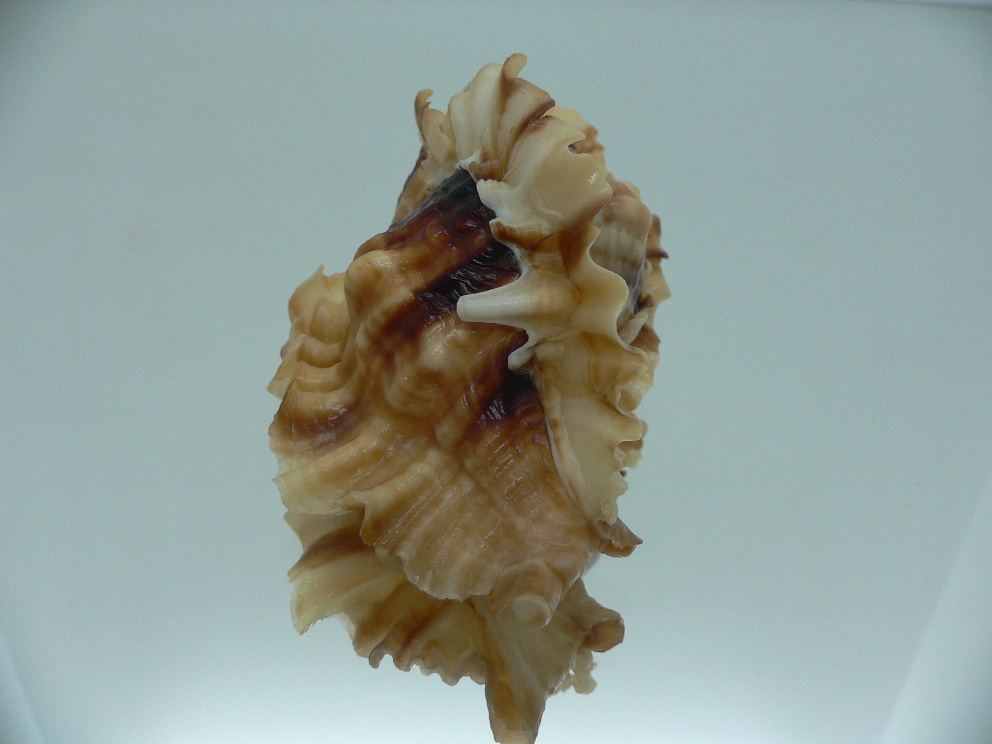 Ceratostoma burnetti coreanica (var.) BIG & ARISTOCRAT