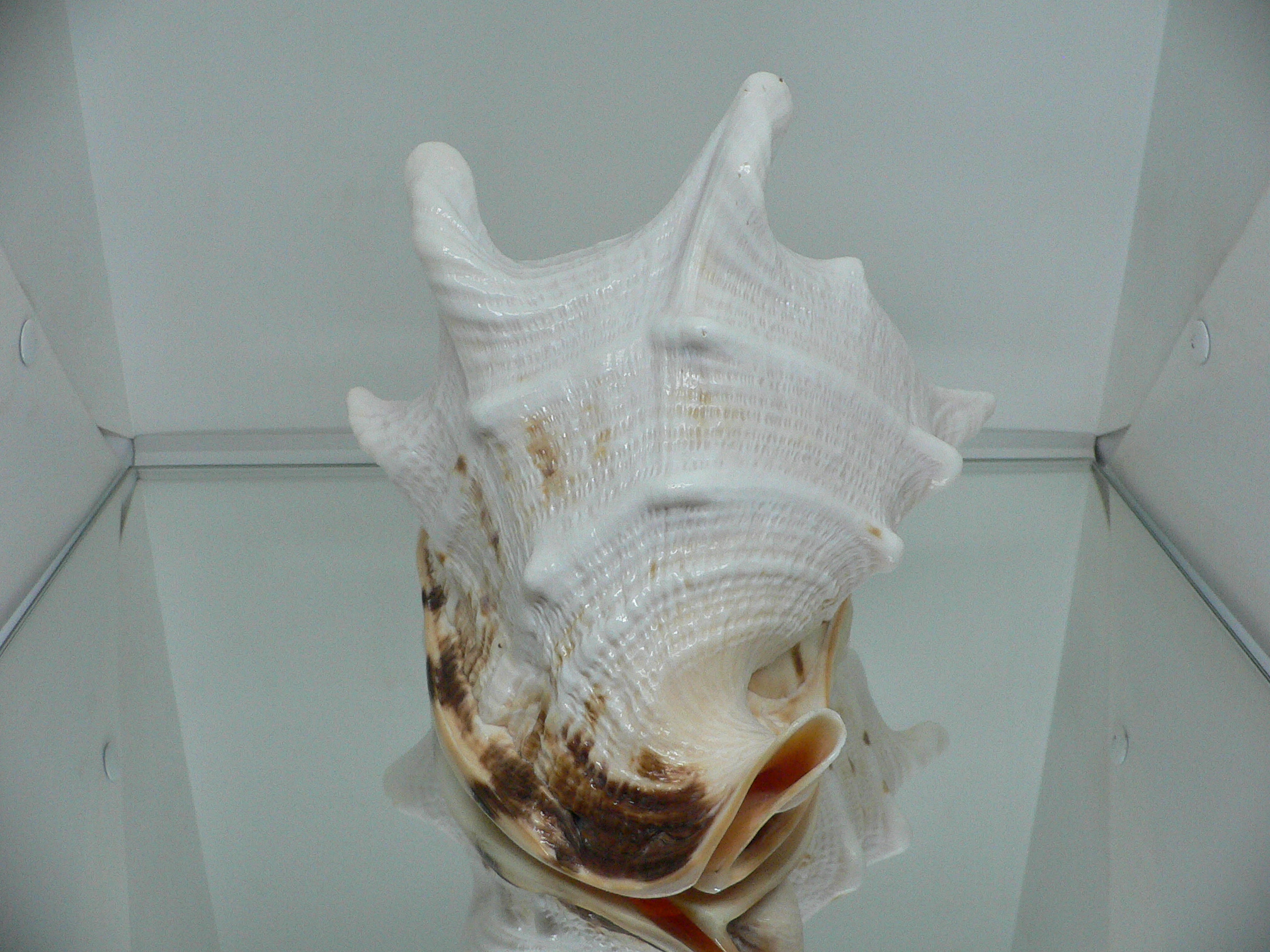 Cassis cornuta САМЕЦ & BIG HORNS