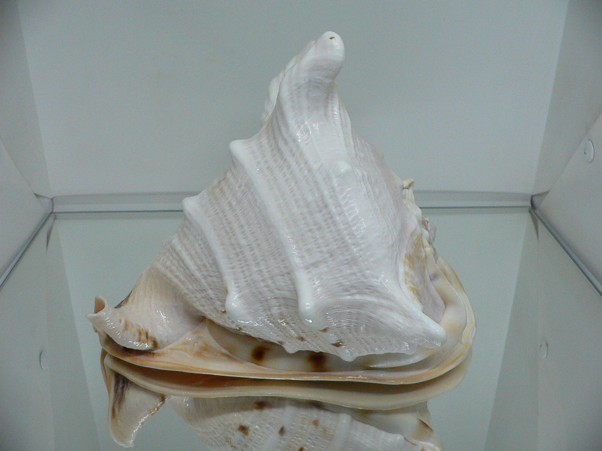 Cassis cornuta САМЕЦ & BIG HORNS