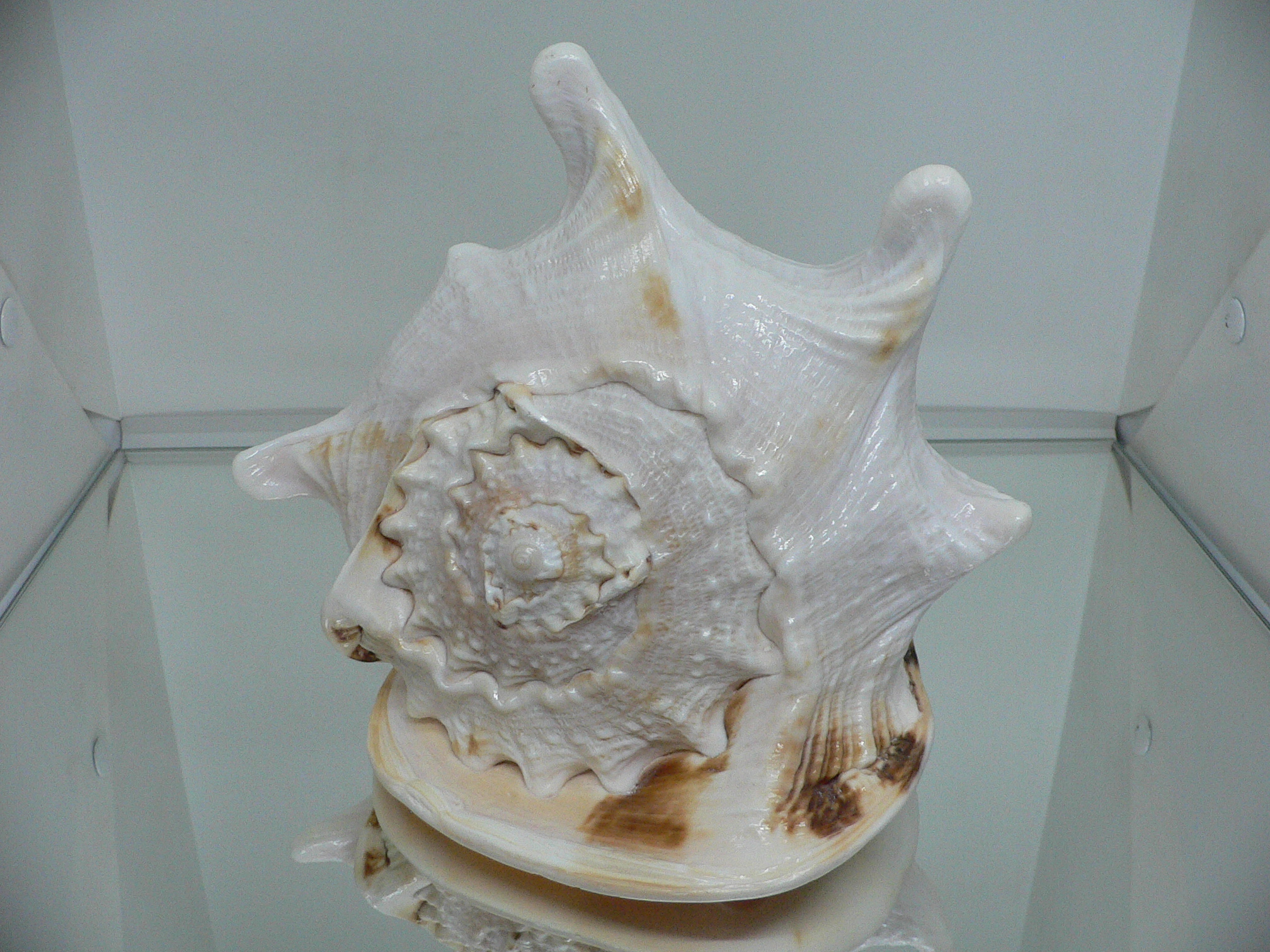 Cassis cornuta САМЕЦ & BIG HORNS