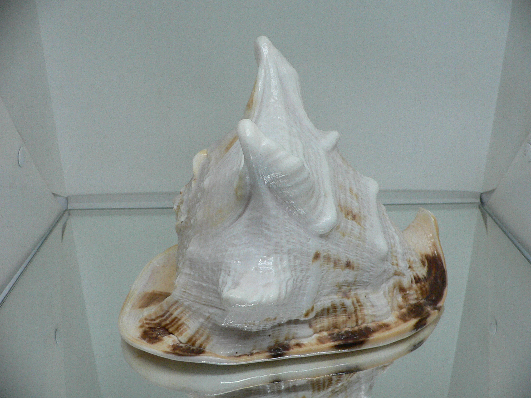 Cassis cornuta САМЕЦ & BIG HORNS