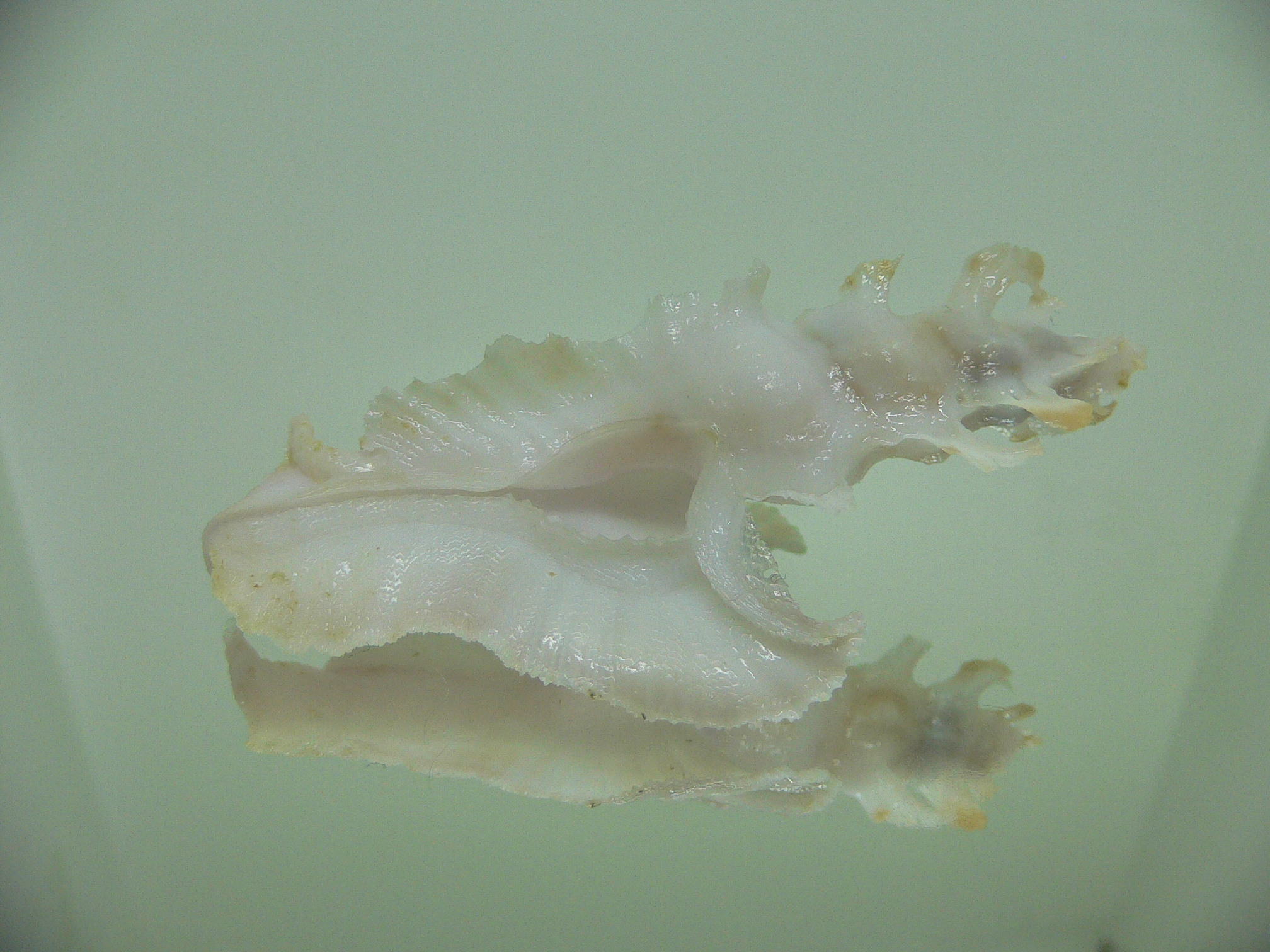 Pterynotus elongatus COLOR
