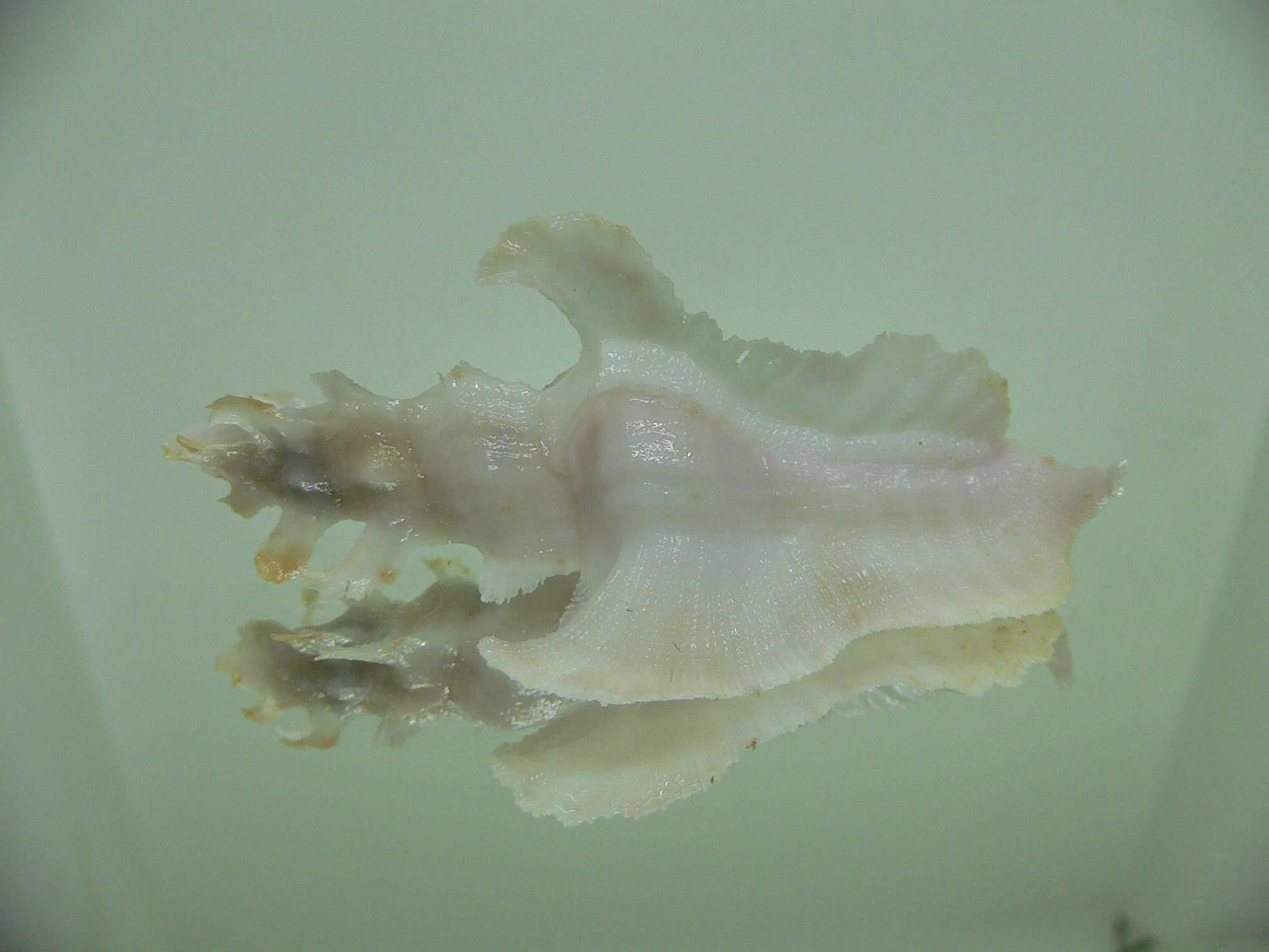 Pterynotus elongatus COLOR