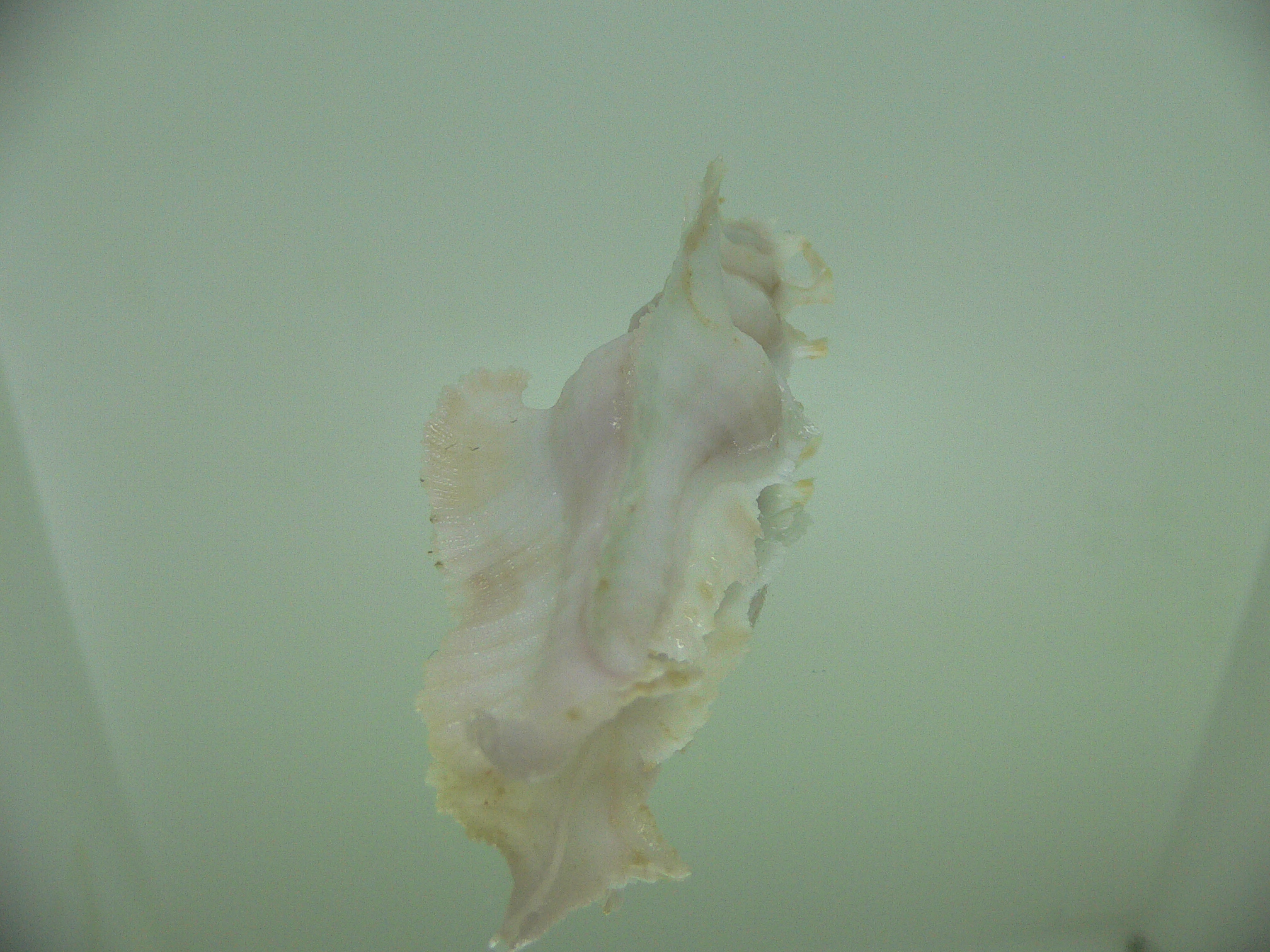 Pterynotus elongatus COLOR