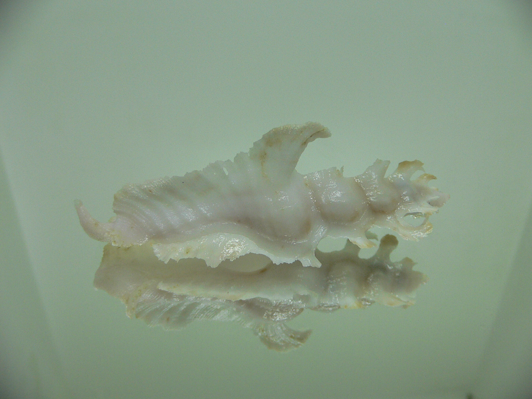 Pterynotus elongatus COLOR