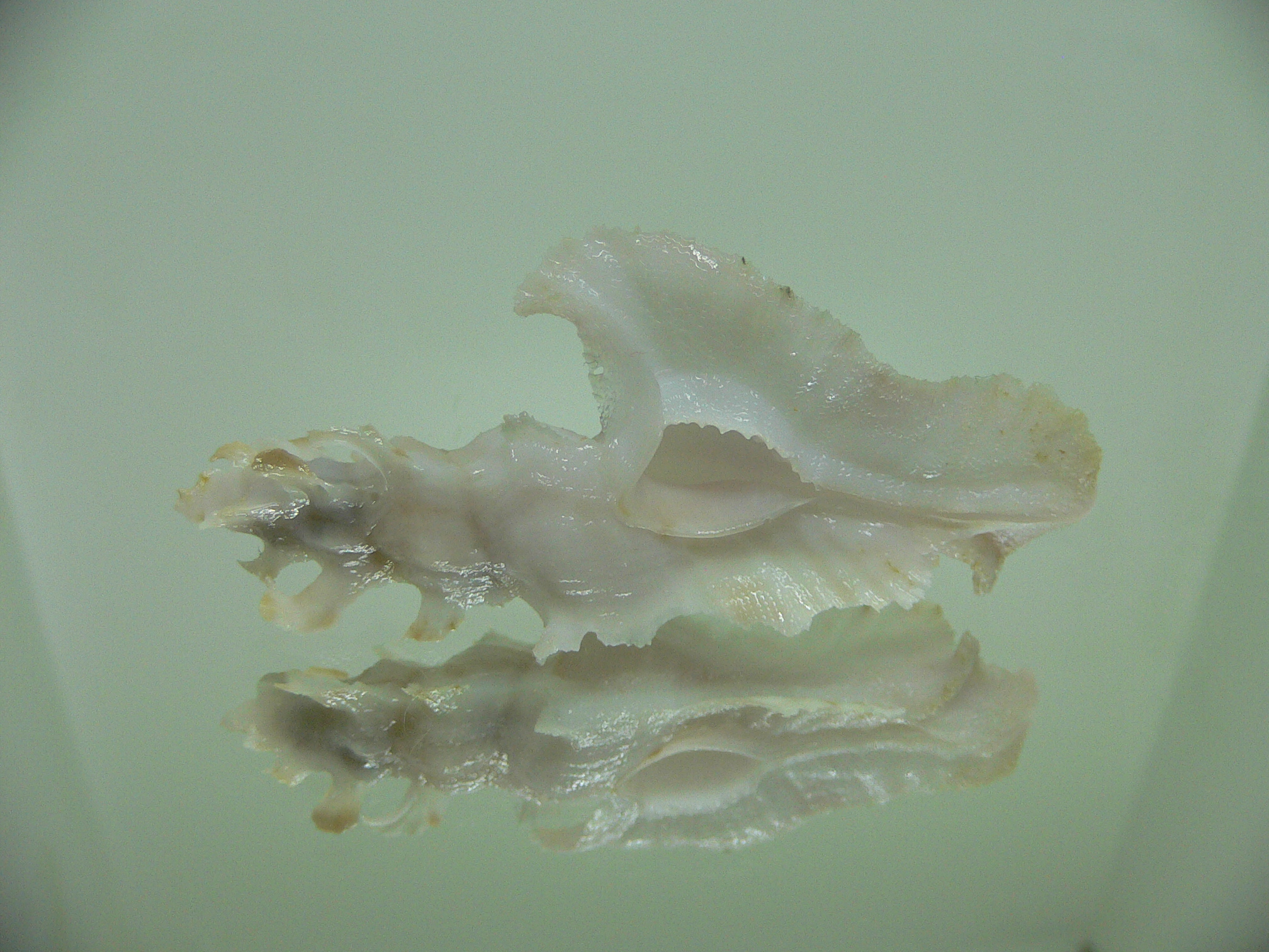 Pterynotus elongatus COLOR